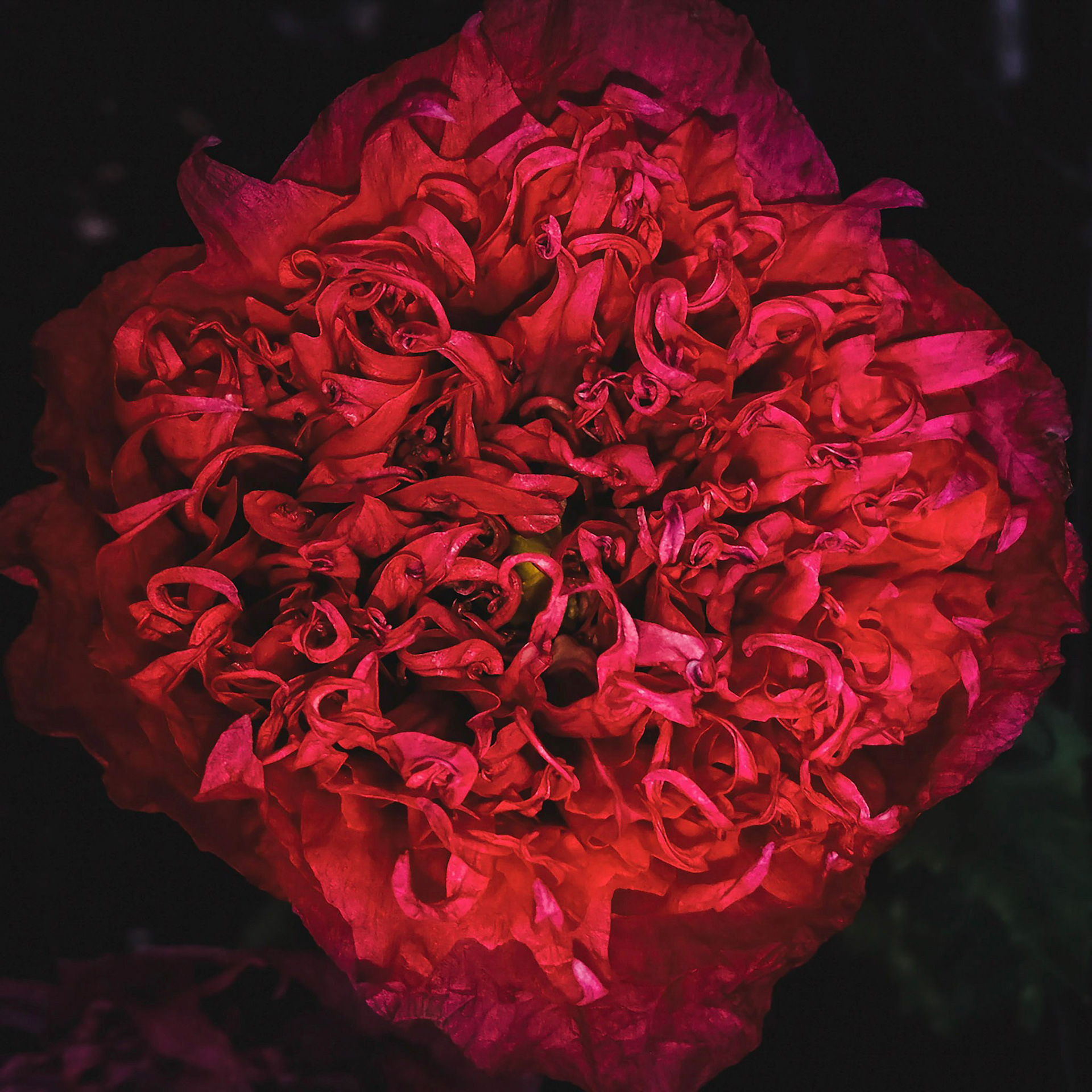 Framed Photographic Print