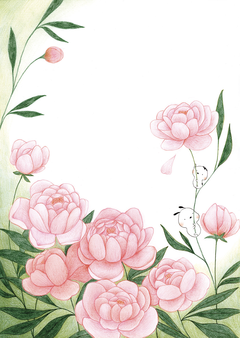 Pivoines
