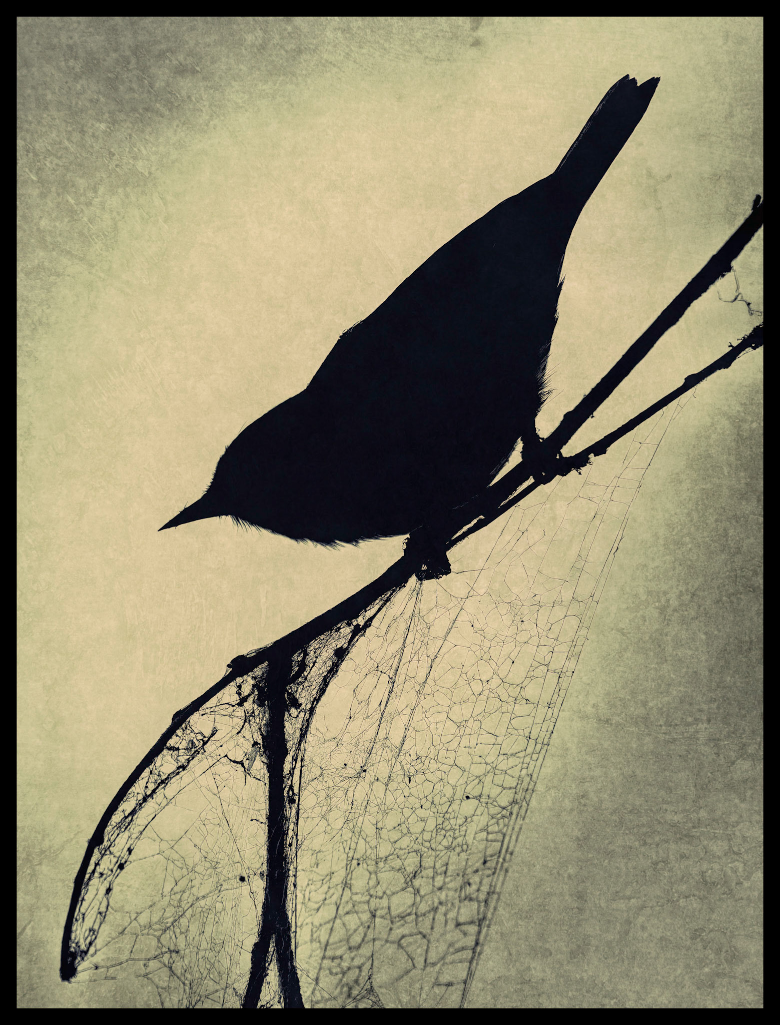 Bluebird and Web