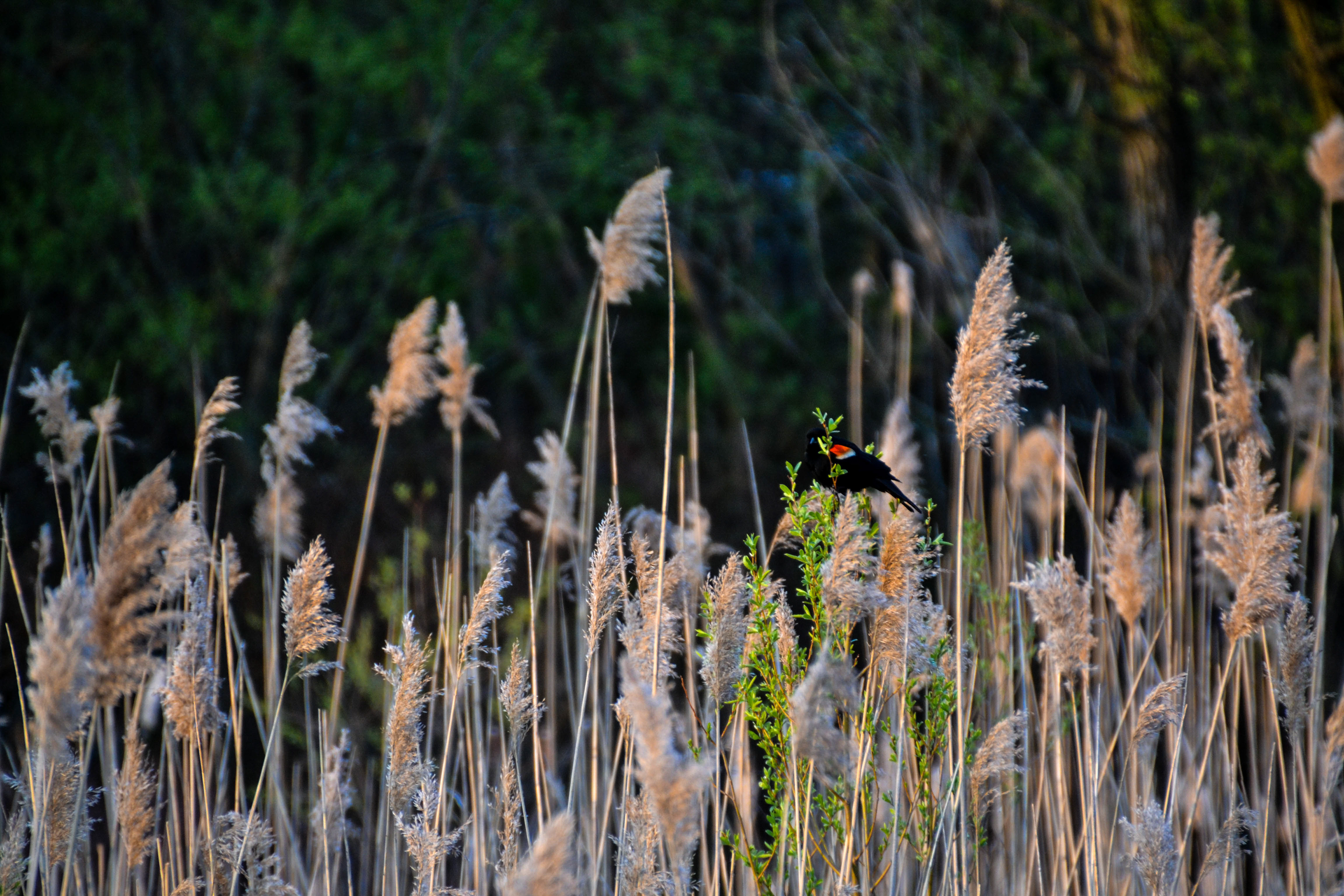 Ballymote, Ontario
