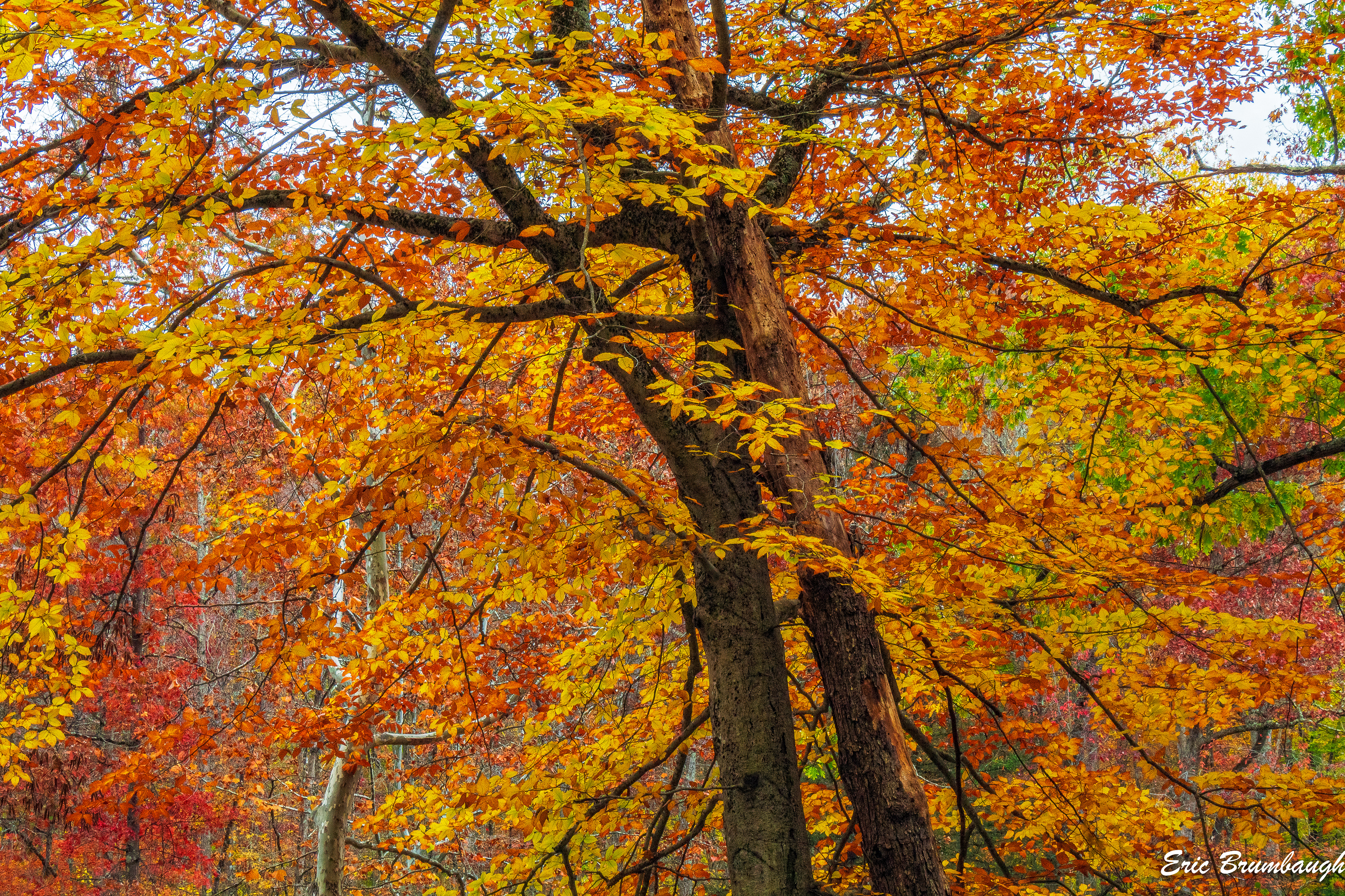 Woods Near Arden, WV 10/25/2024