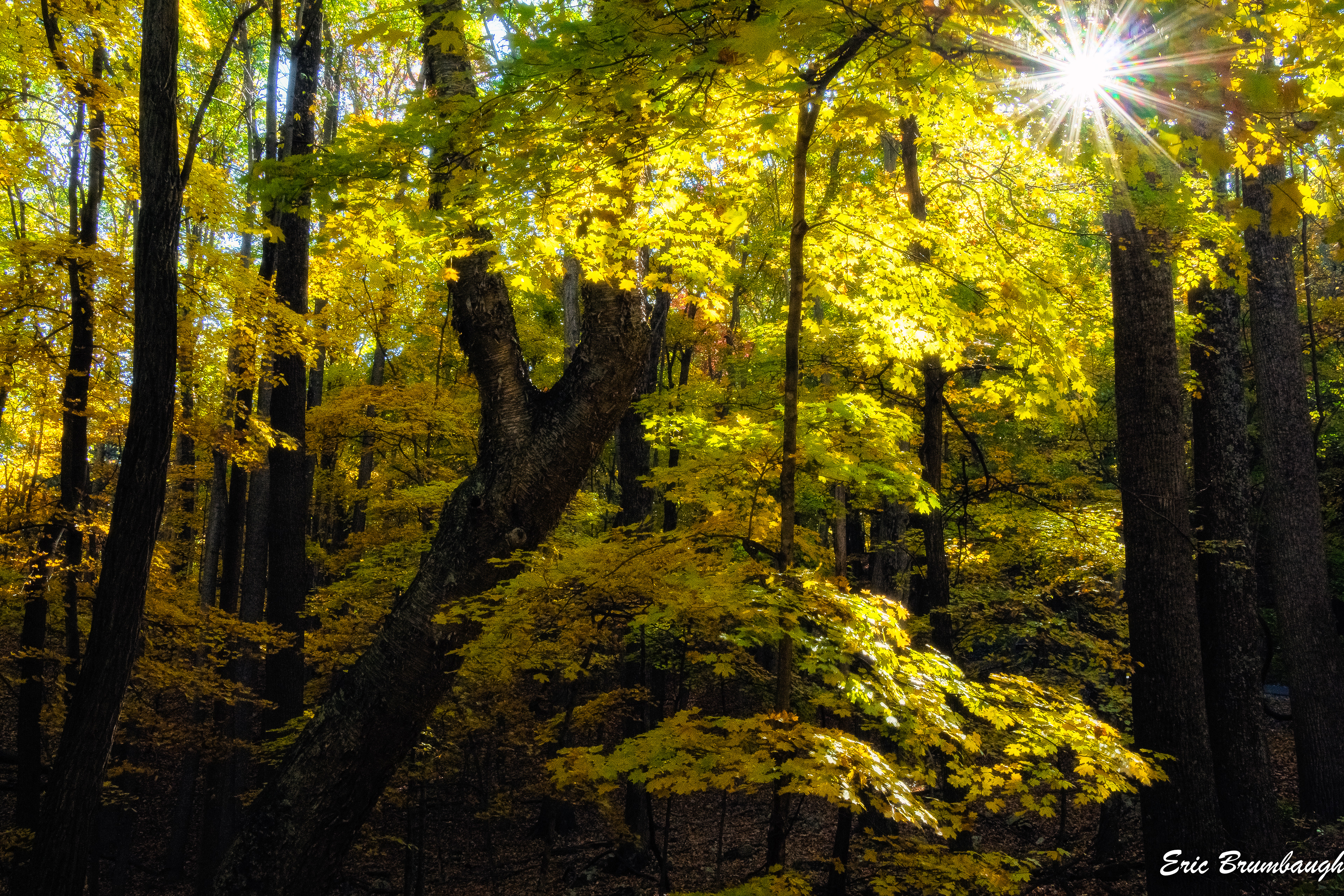 Trees Along Smoke Hole Road 10/21/2024