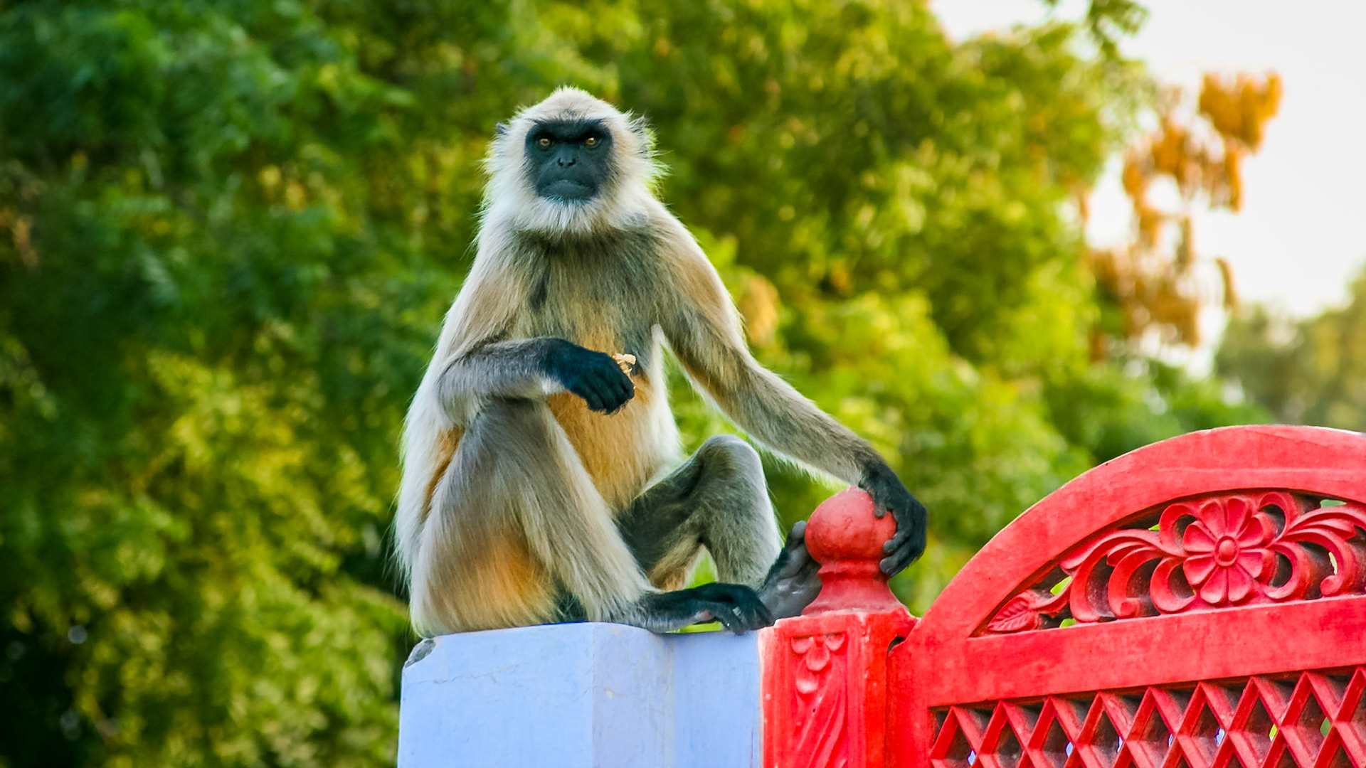 Jaipur - India