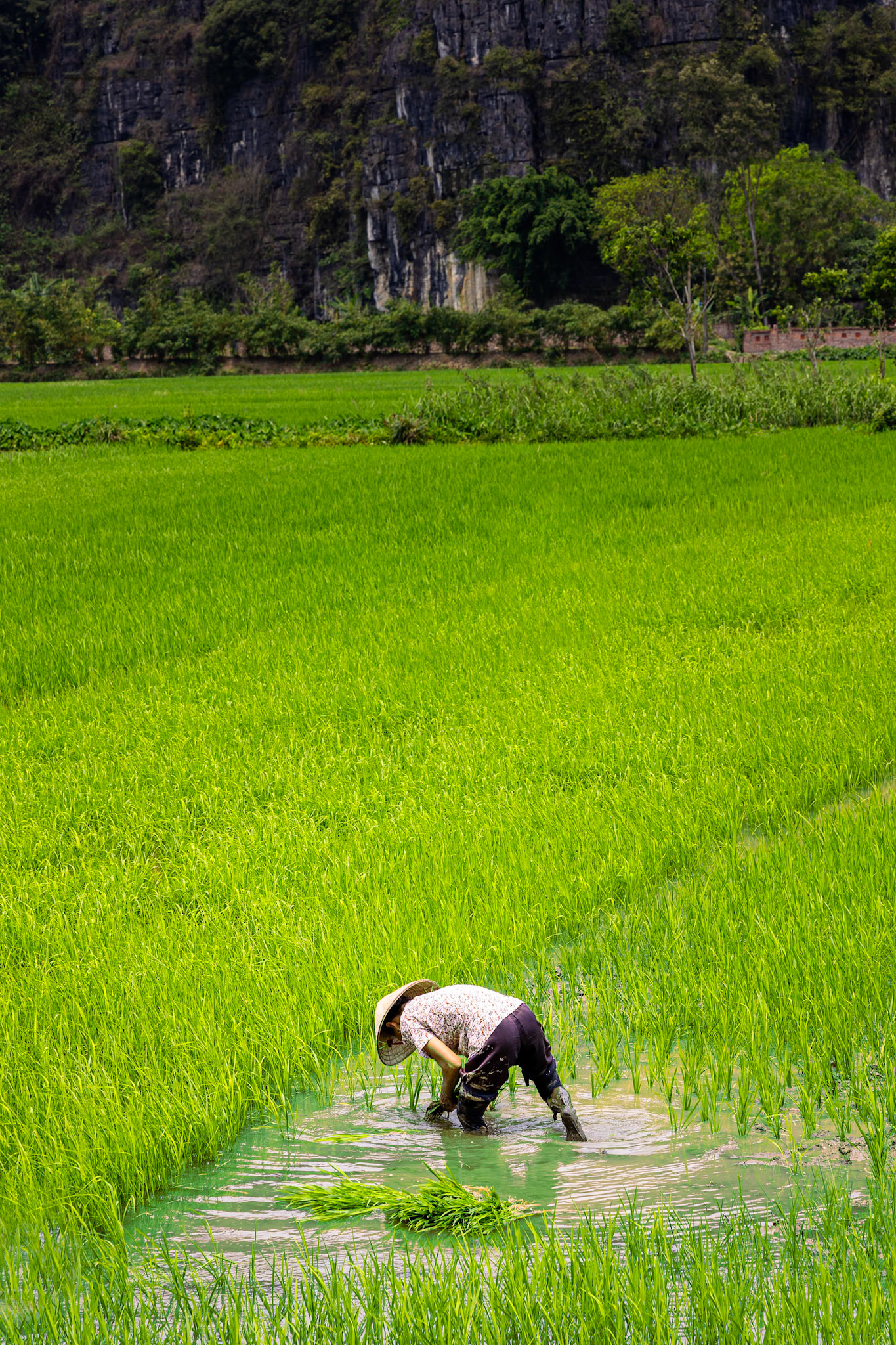 Bình Minh