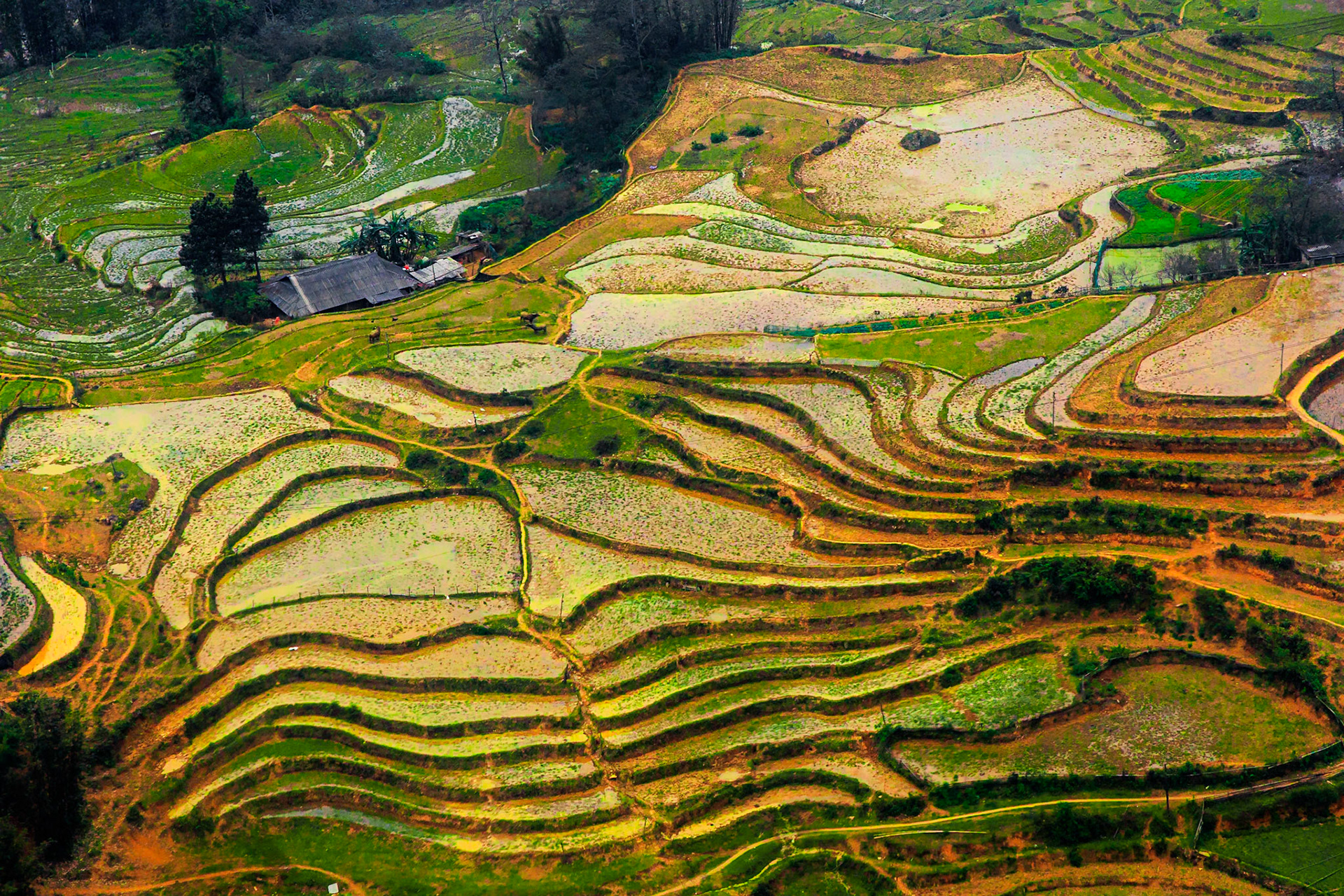 Sapa