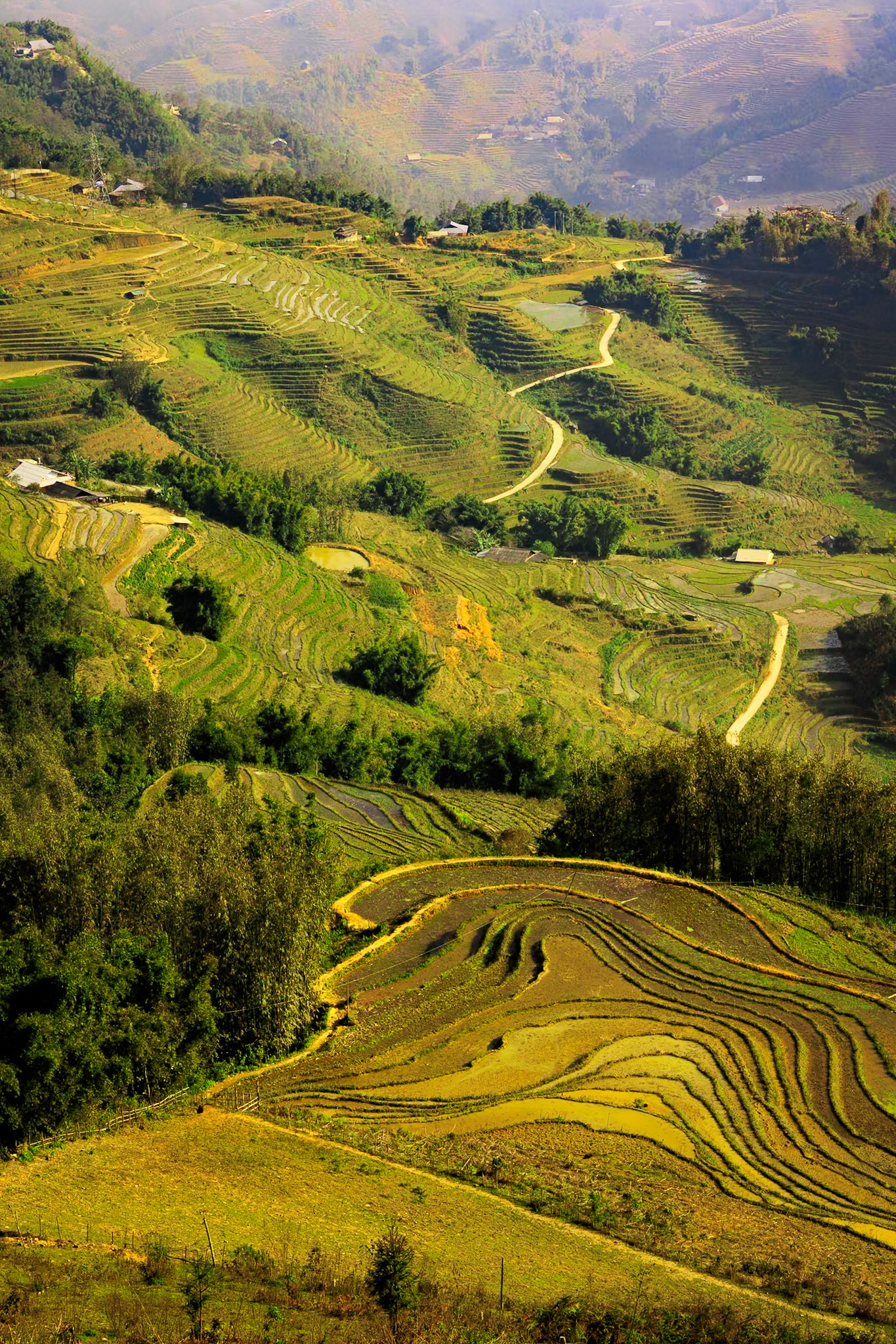 Sapa