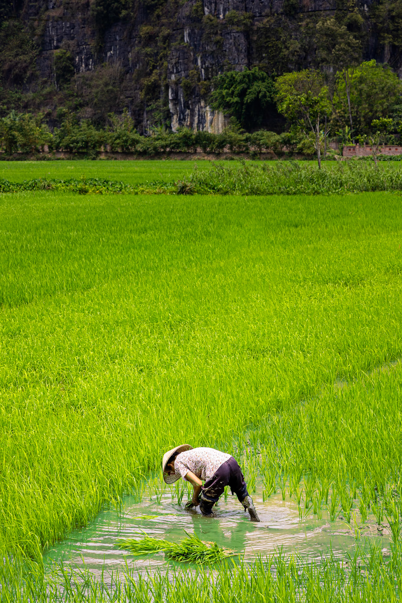 Bình Minh