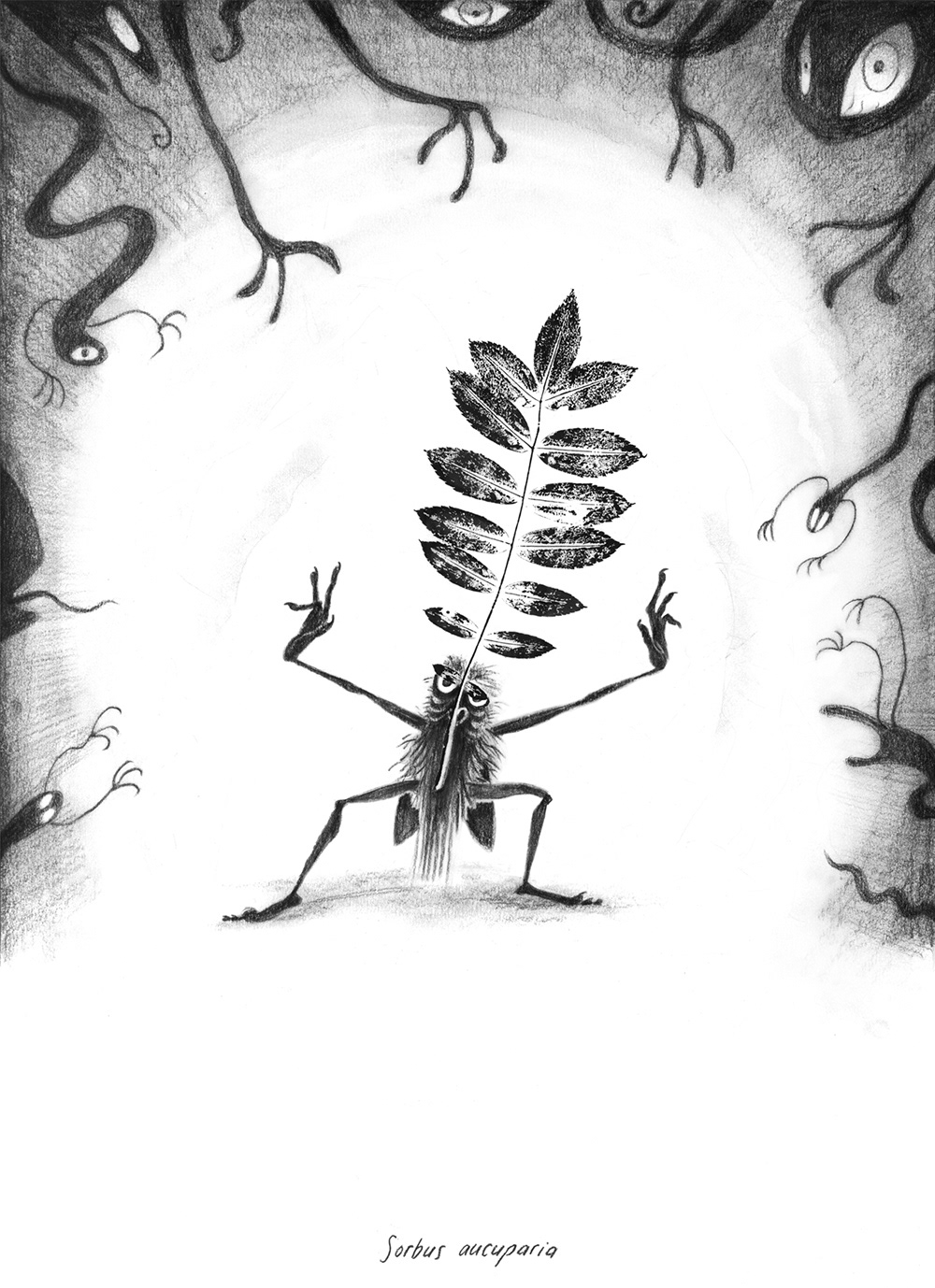 Sorbus aucuparia wards off evil spirits in English folklore.
