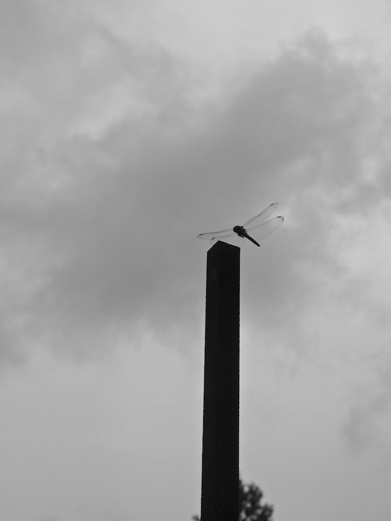 OLYMPUS DIGITAL CAMERA