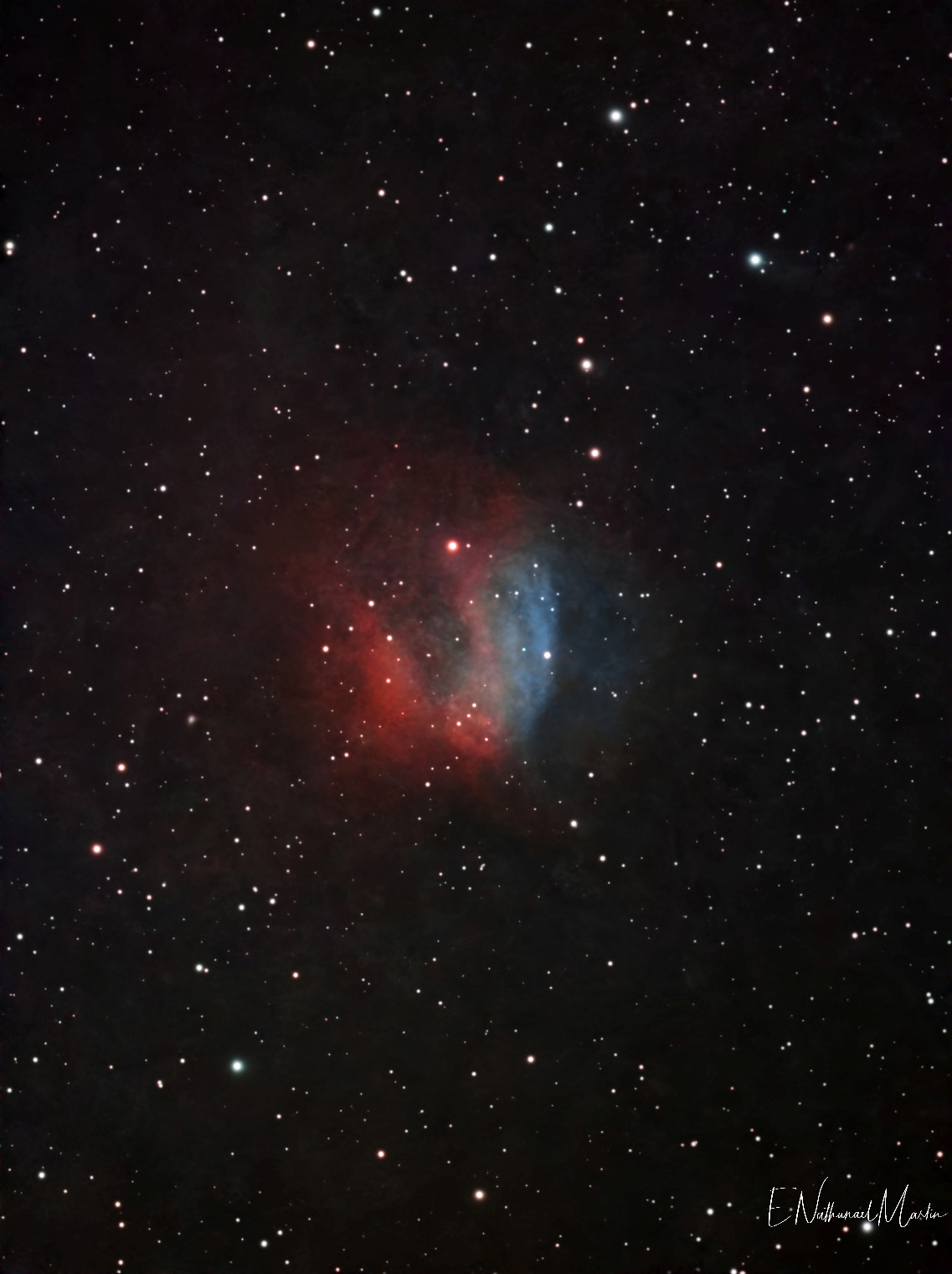 SH2-174 Valentine Rose