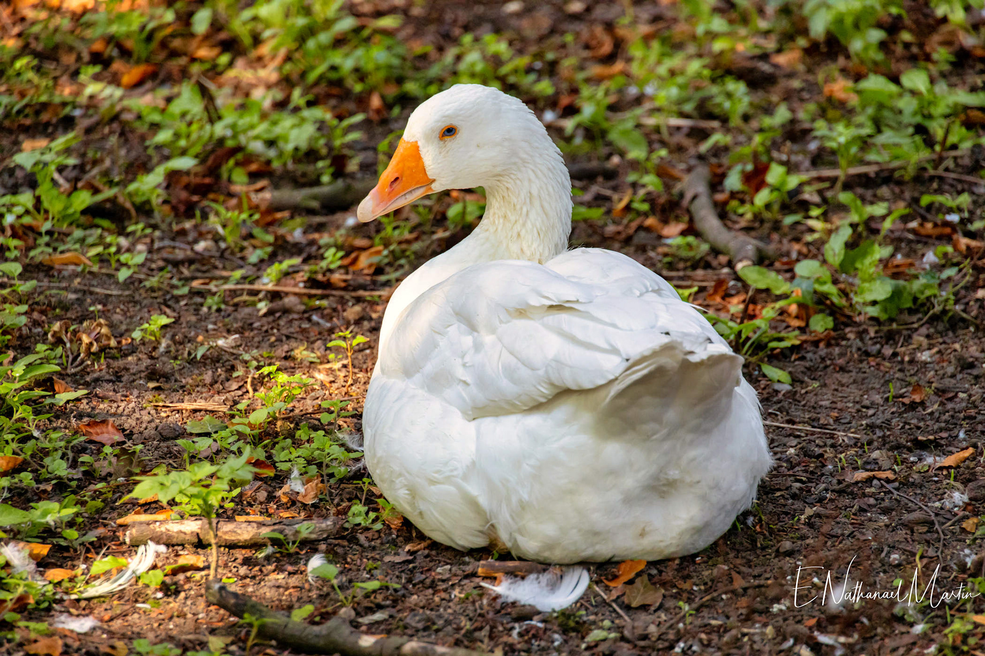 Bunratty Castle & Folk Park