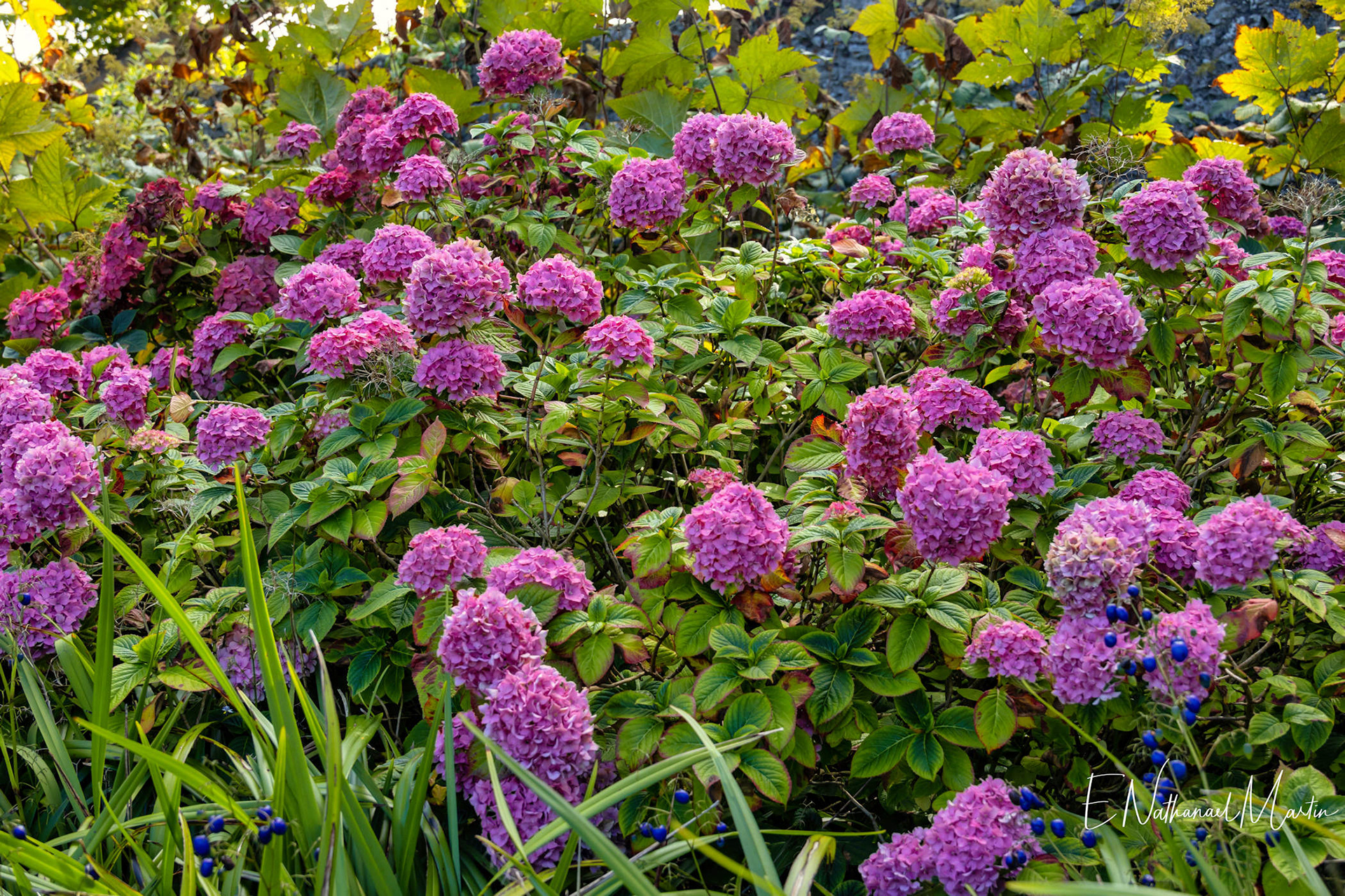 Glenarm Walled Garden