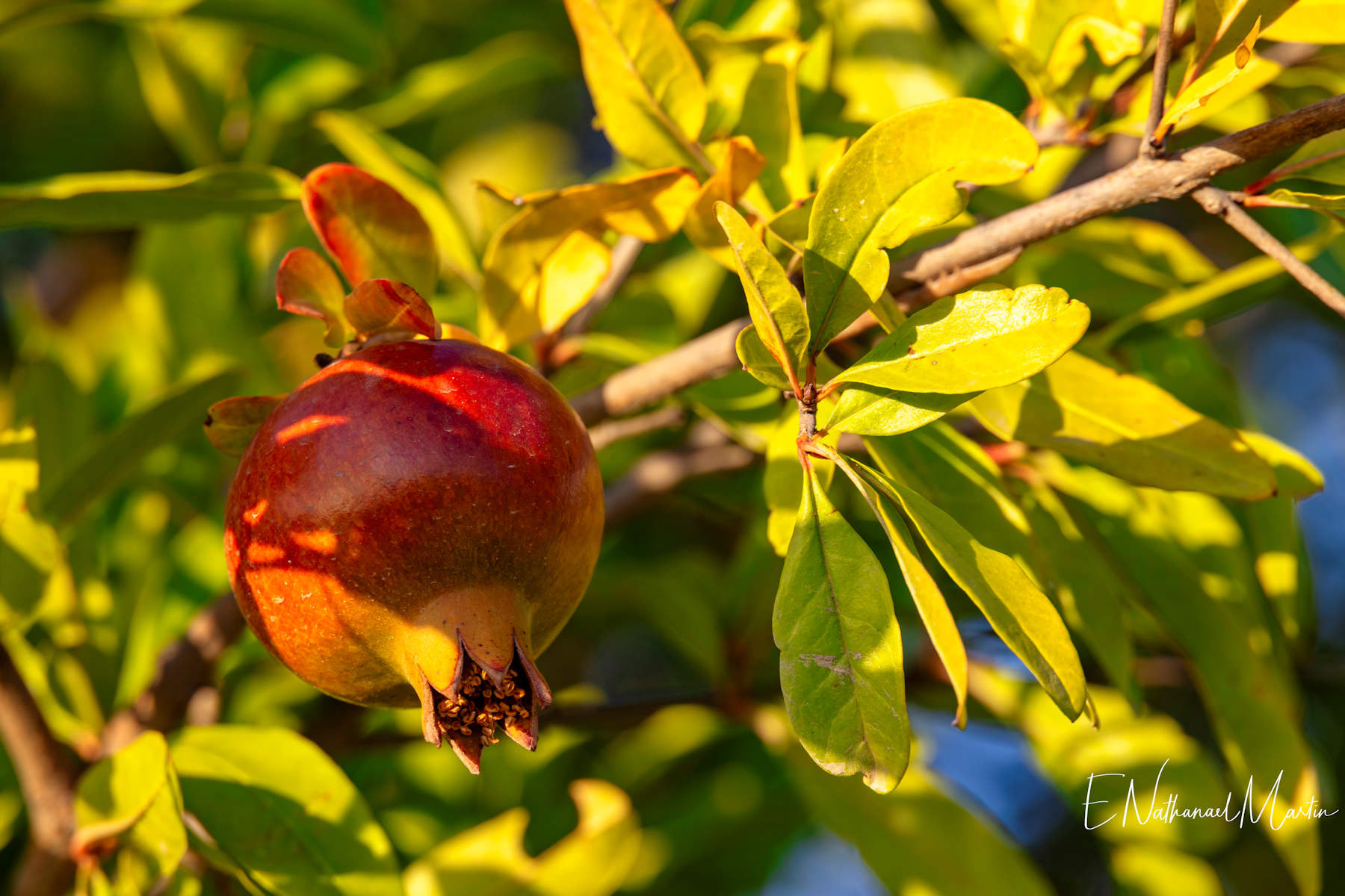 Pomegranate