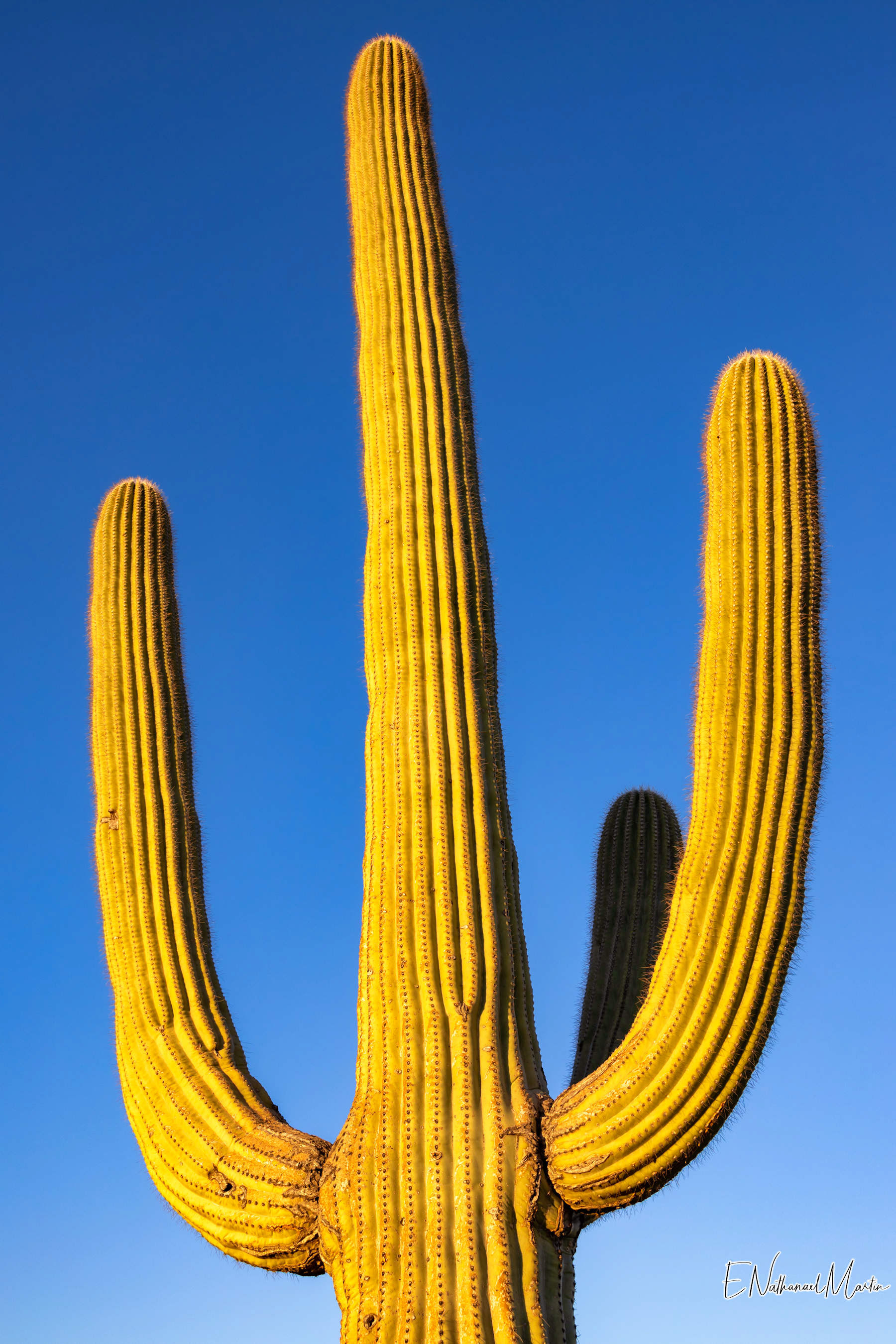 Saguaro Spyridon Amarillo Niños - Saguaro Argentina