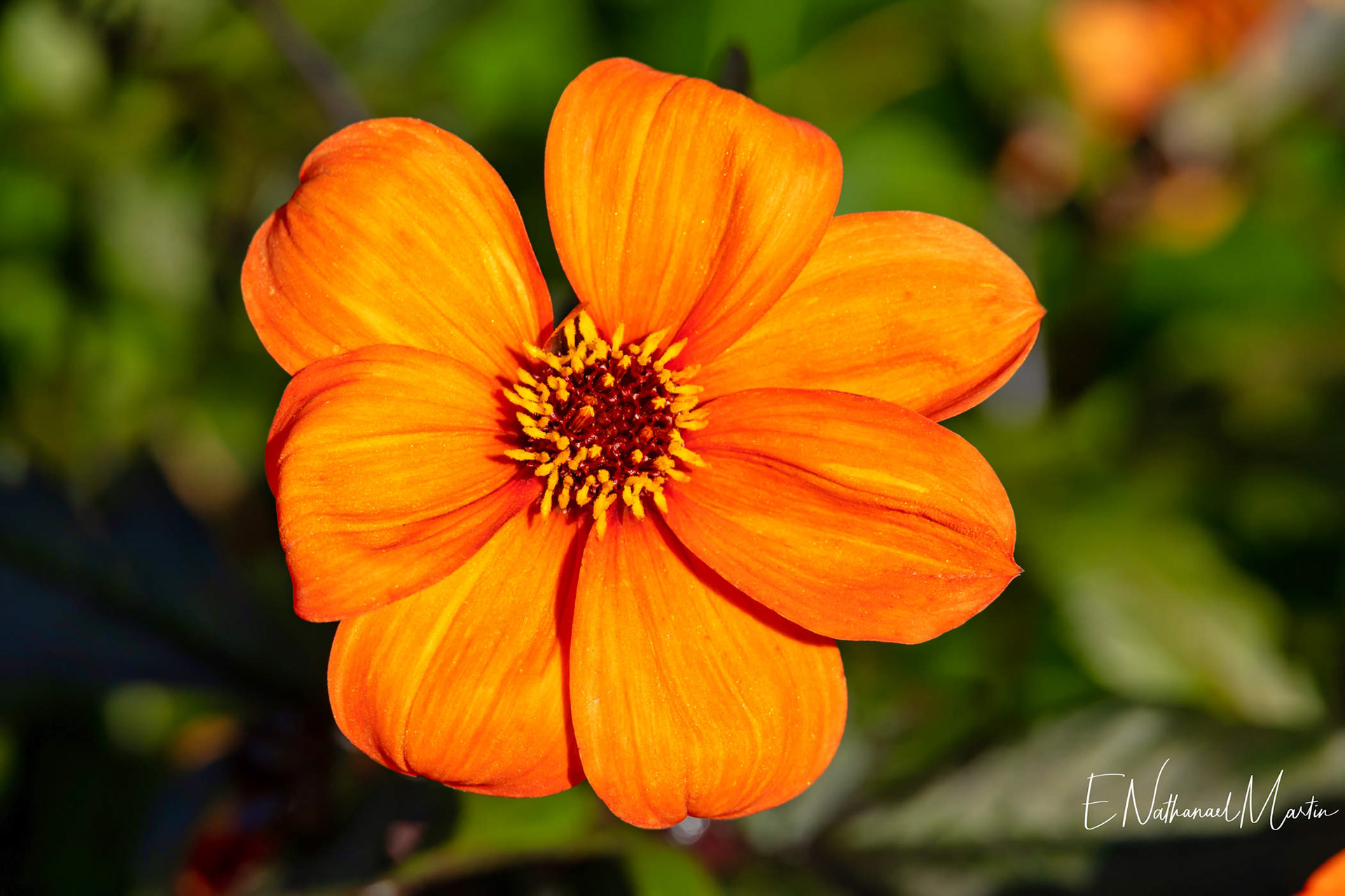 Glenarm Walled Garden