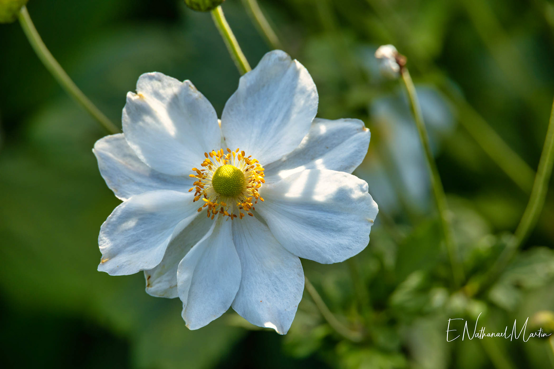 Glenarm Walled Garden