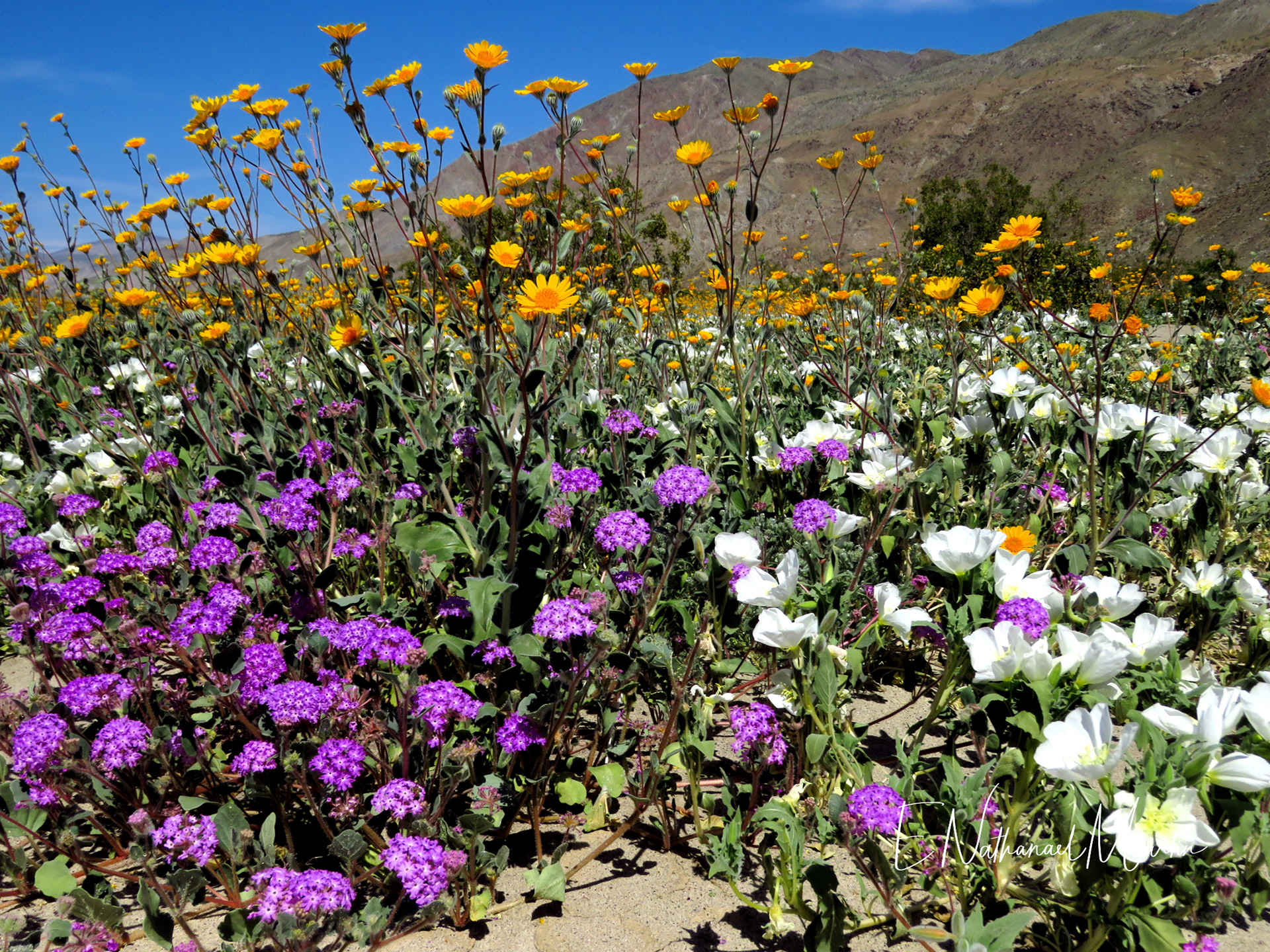 Nature by Nat Photography Anza Borrego Super Bloom