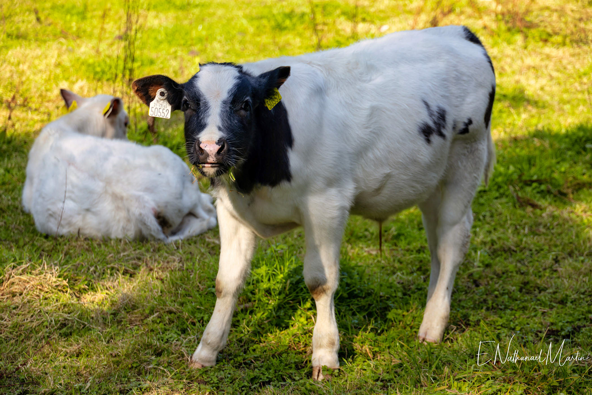 Bunratty Castle & Folk Park