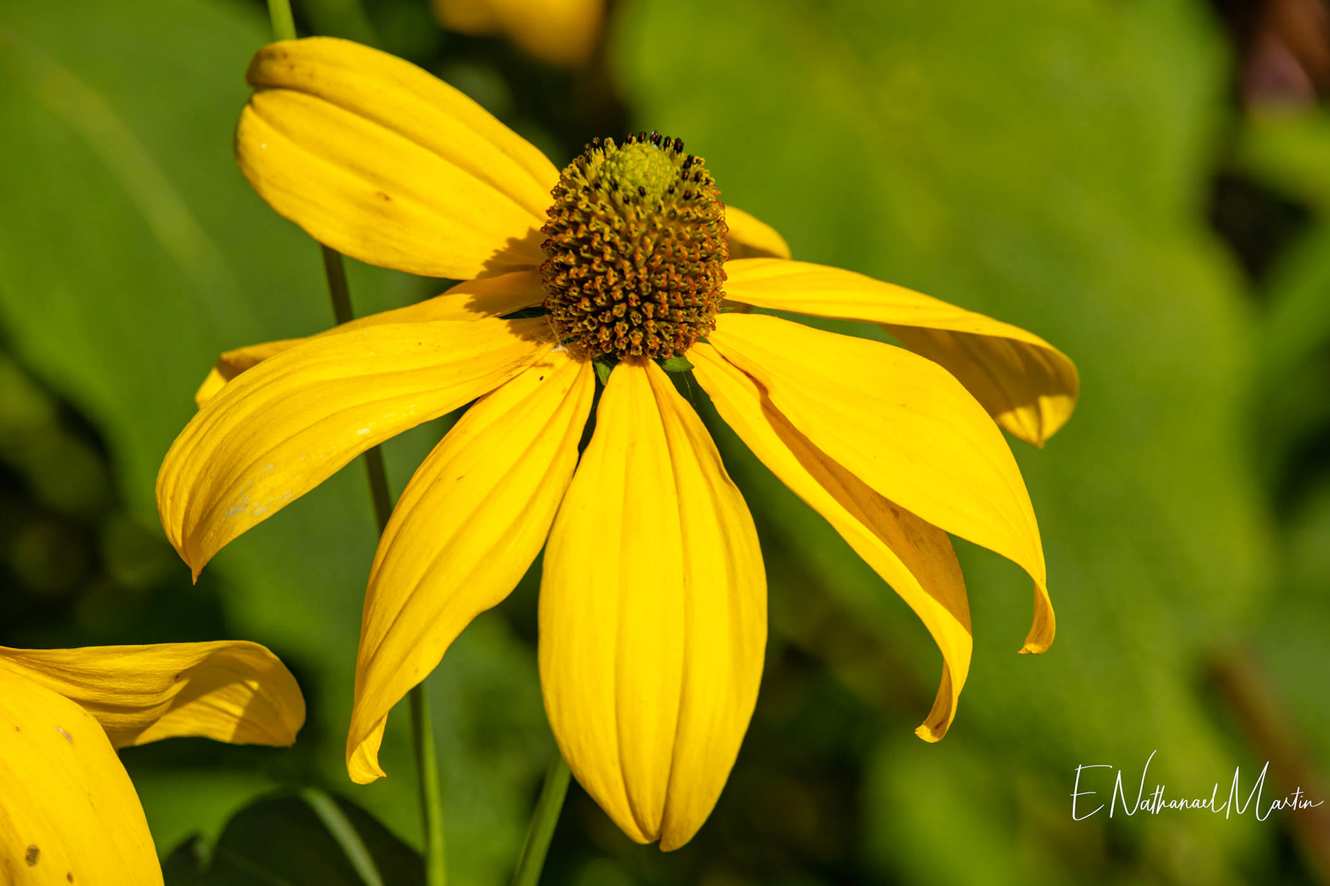 Glenarm Walled Garden