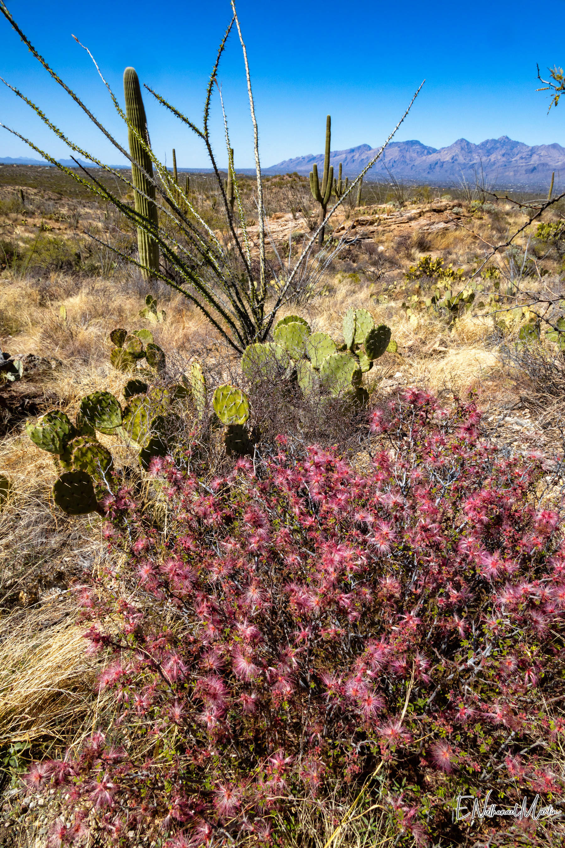 Saguaro S-TRAIL01 ROSA