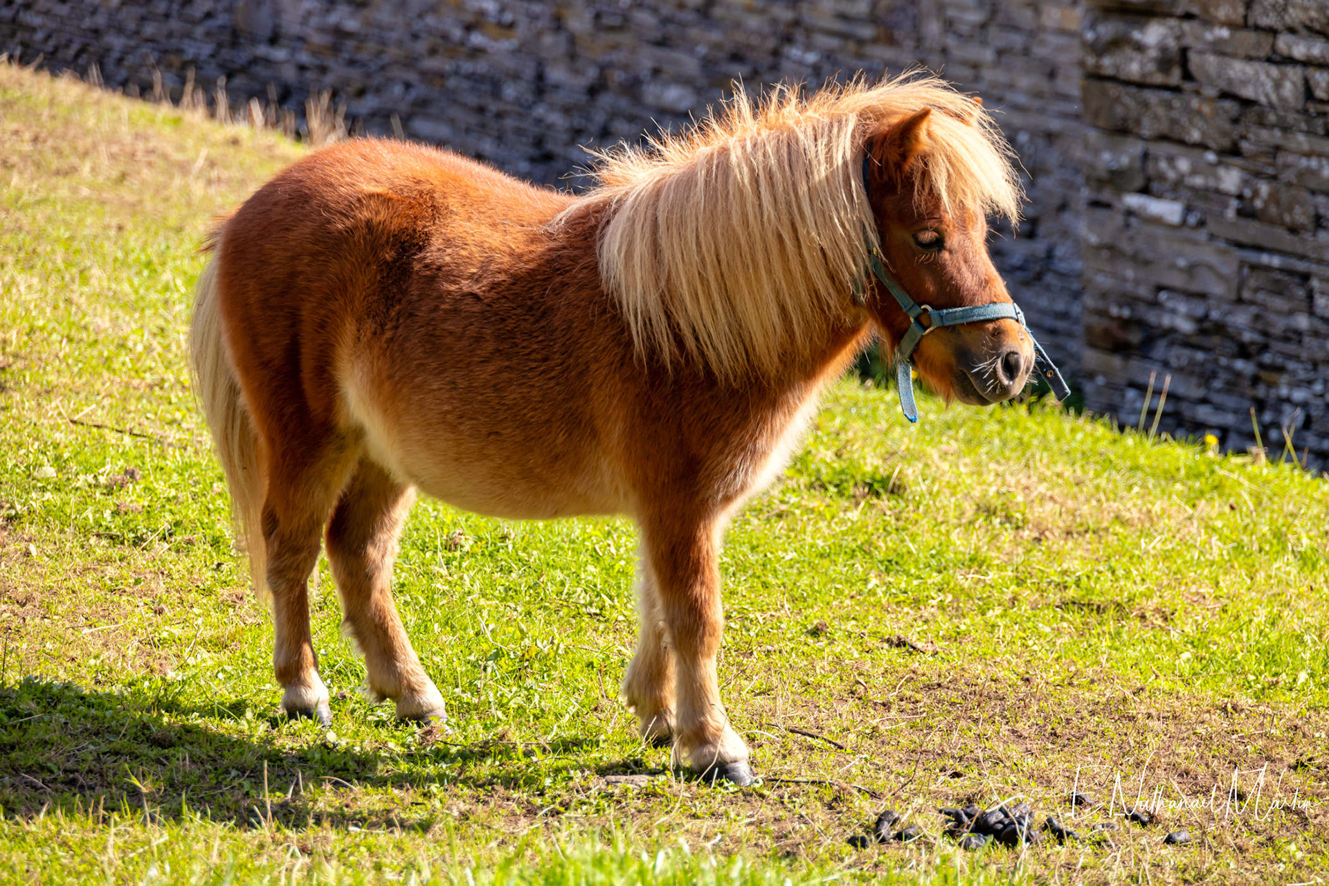 Bunratty Castle & Folk Park