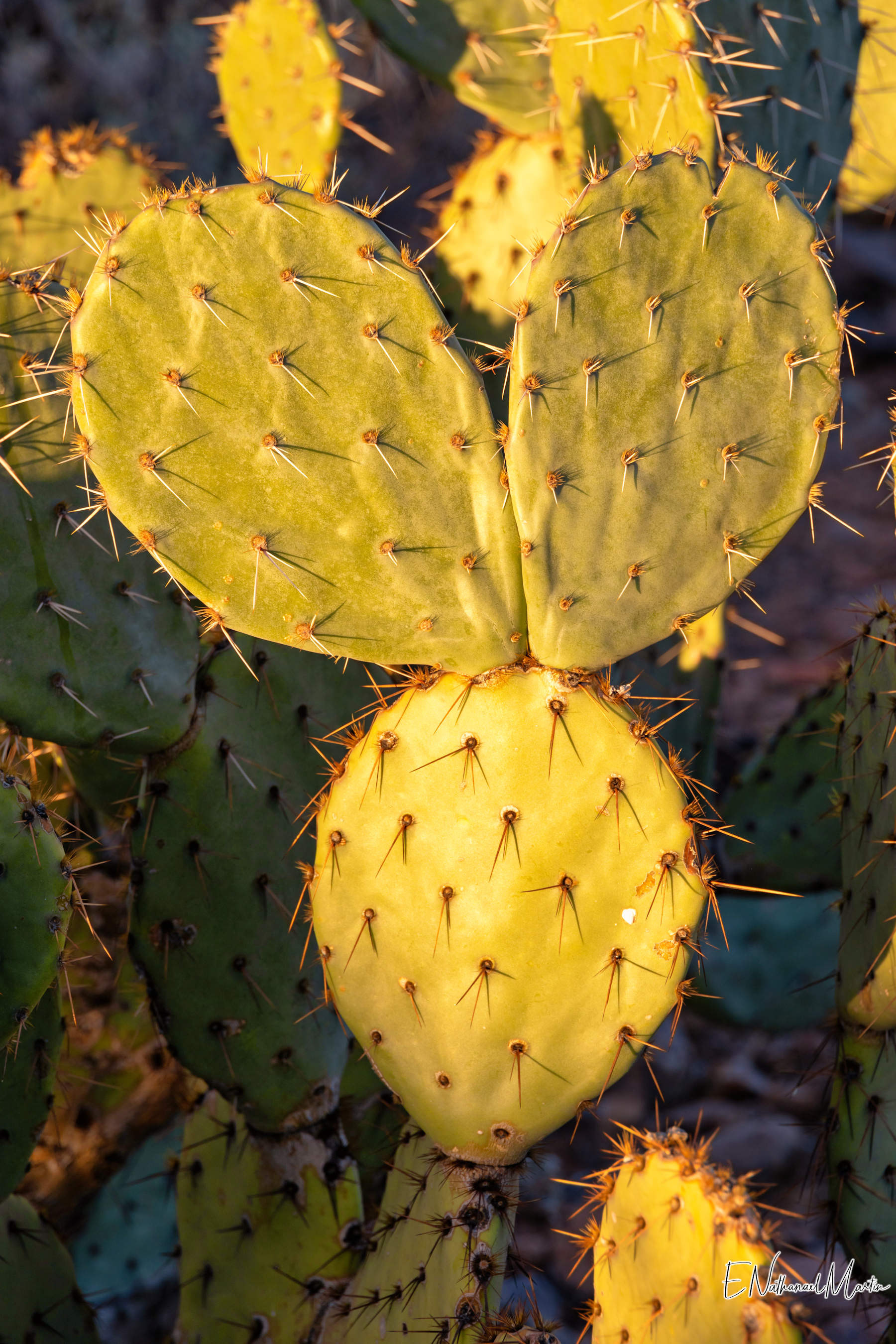 Saguaro Spyridon Niños Amarillo