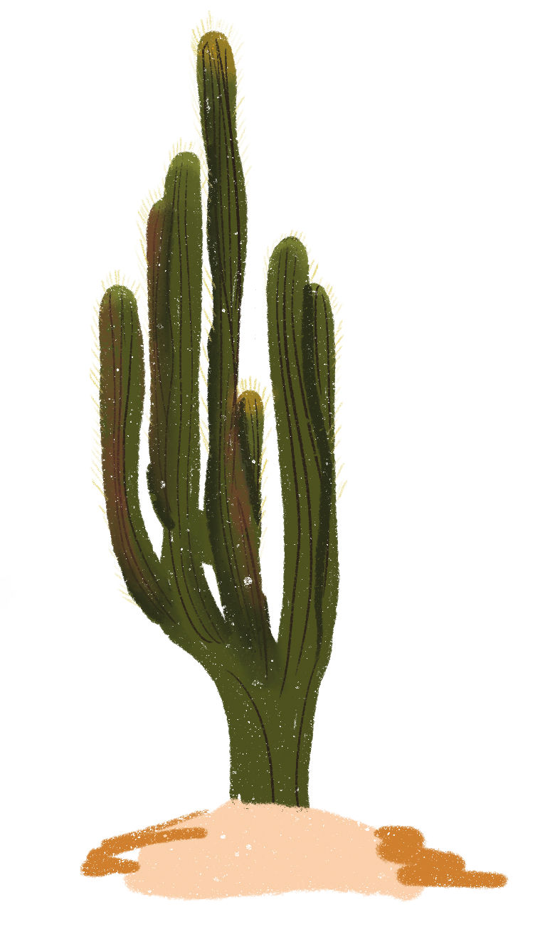 Cardón