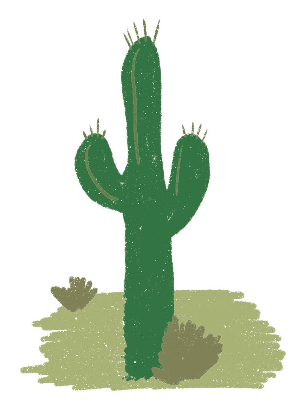 Cardón