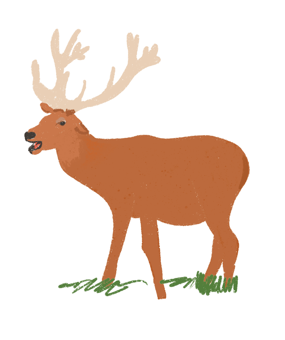 Ciervo Colorado