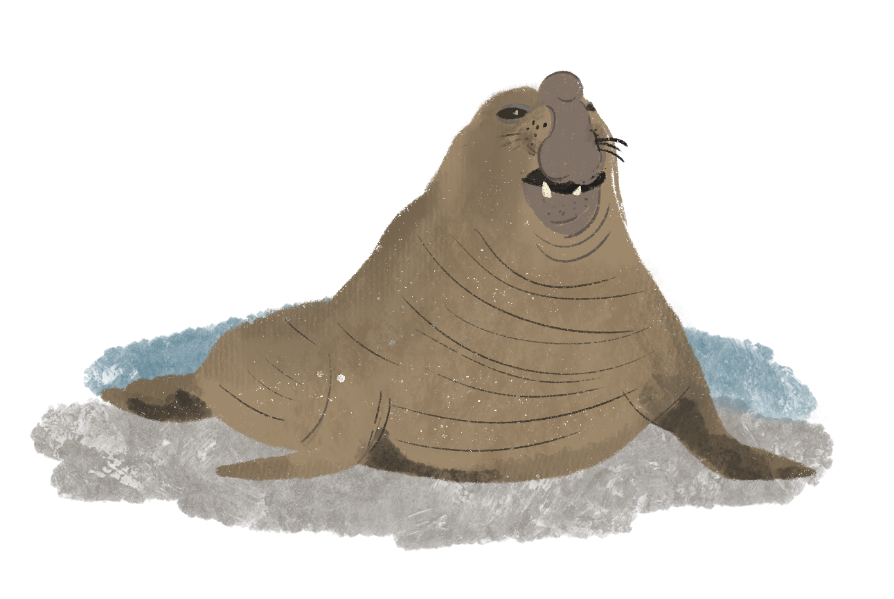 Elefante marino