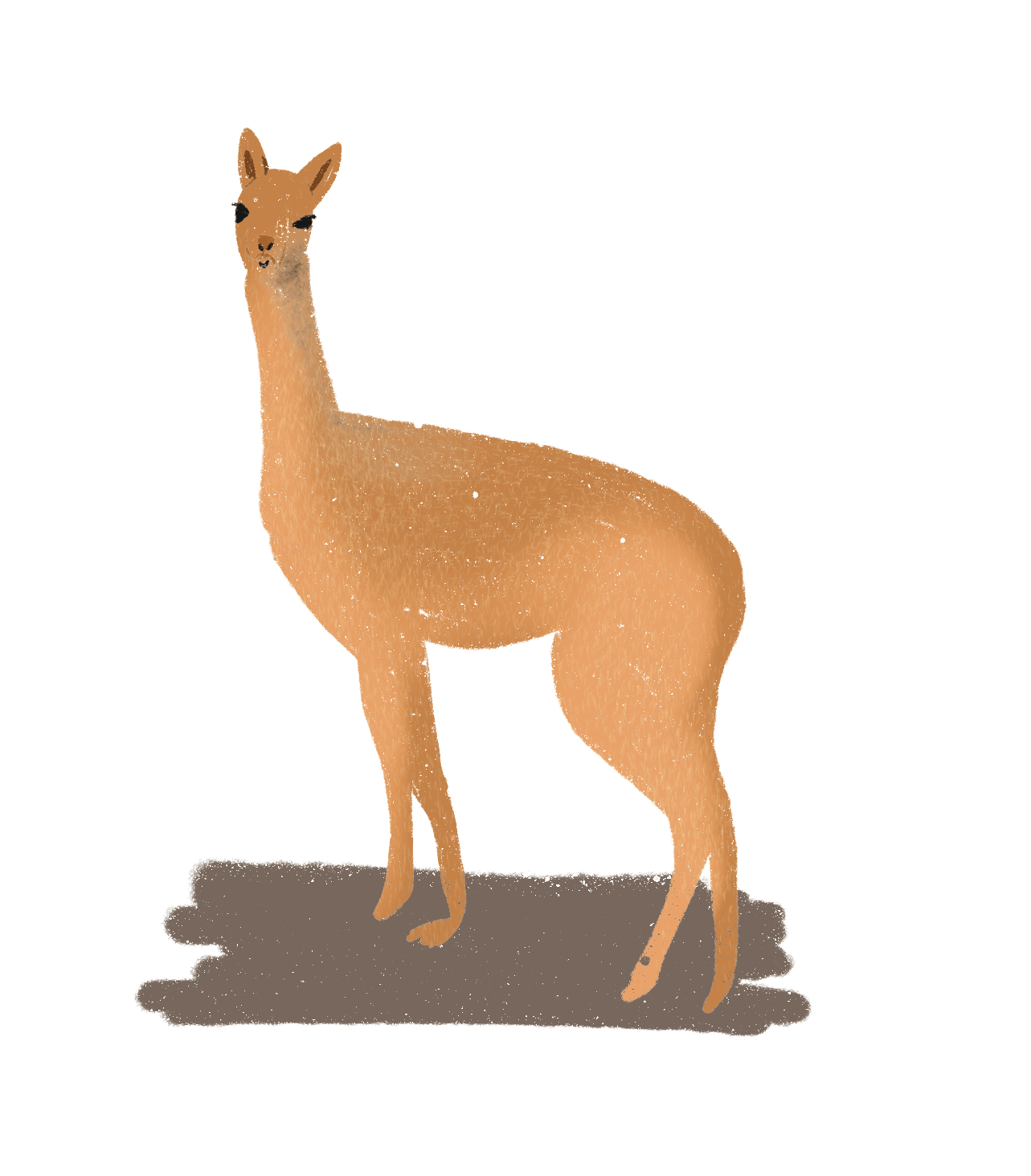 Vicuña