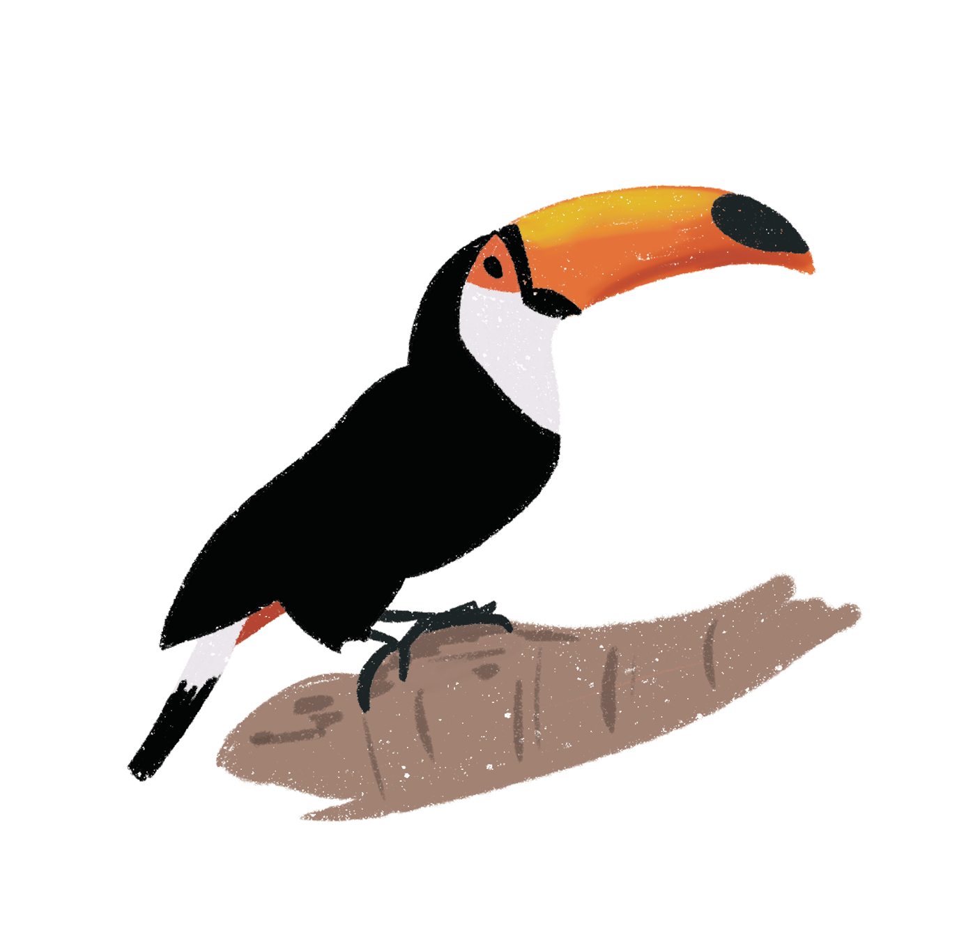 Tucán