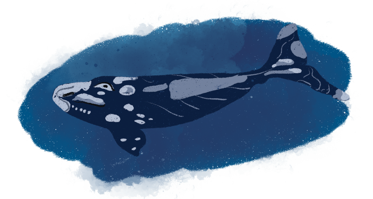 Ballena