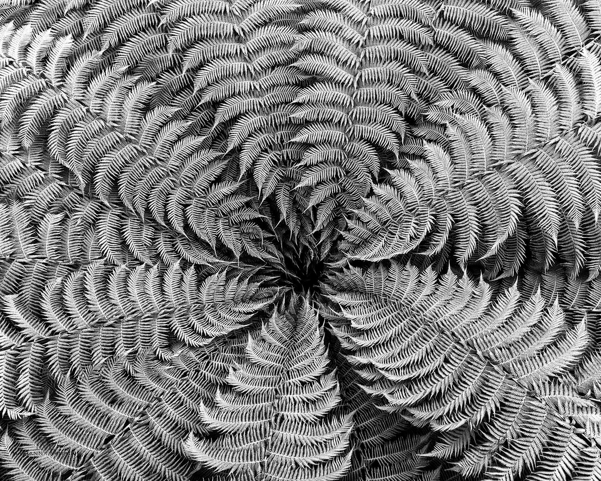 fern circle