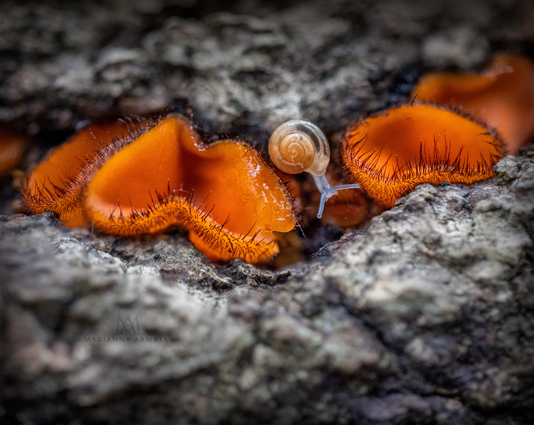 Eyelash fungi