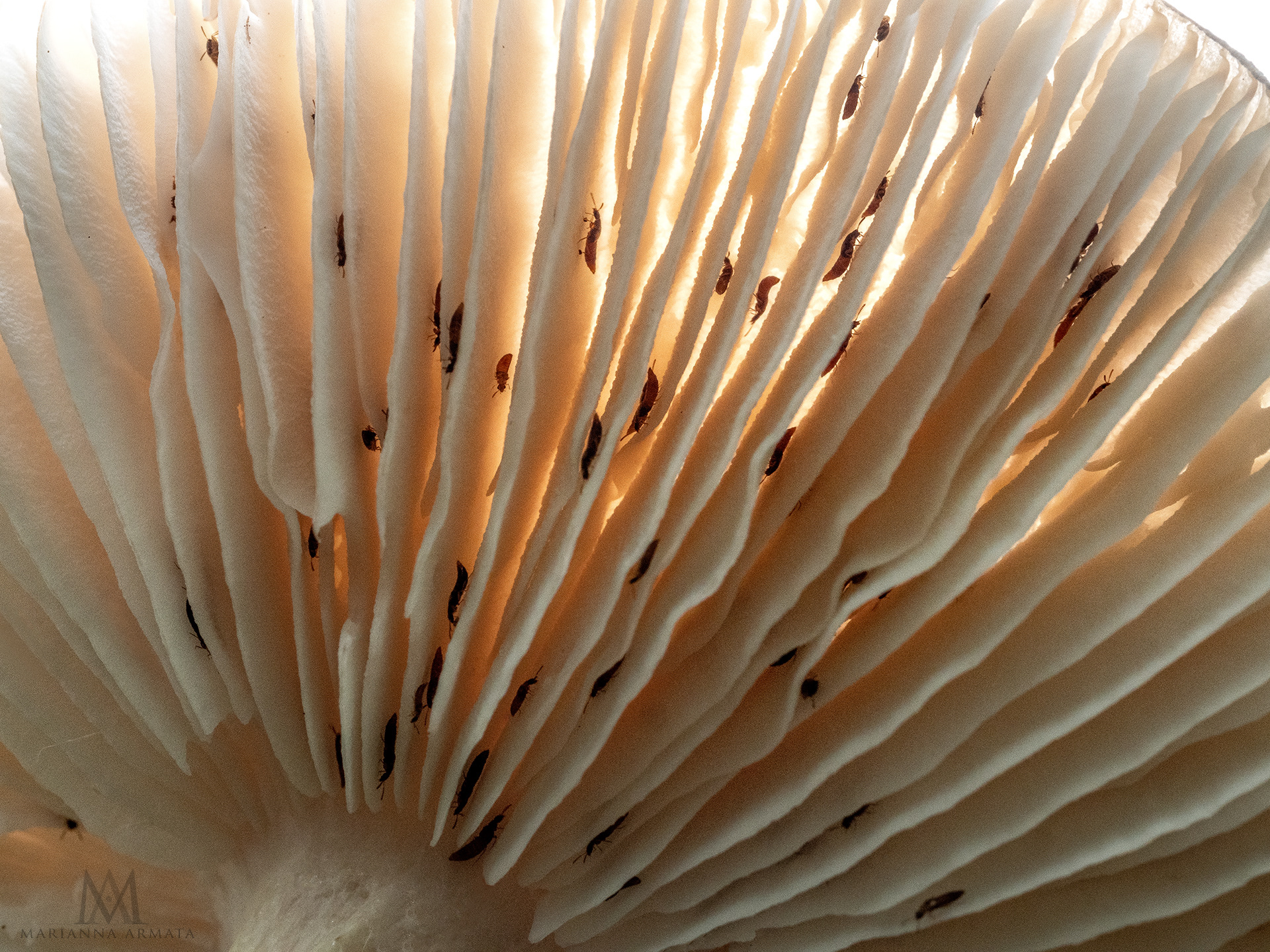 mushroom residents
