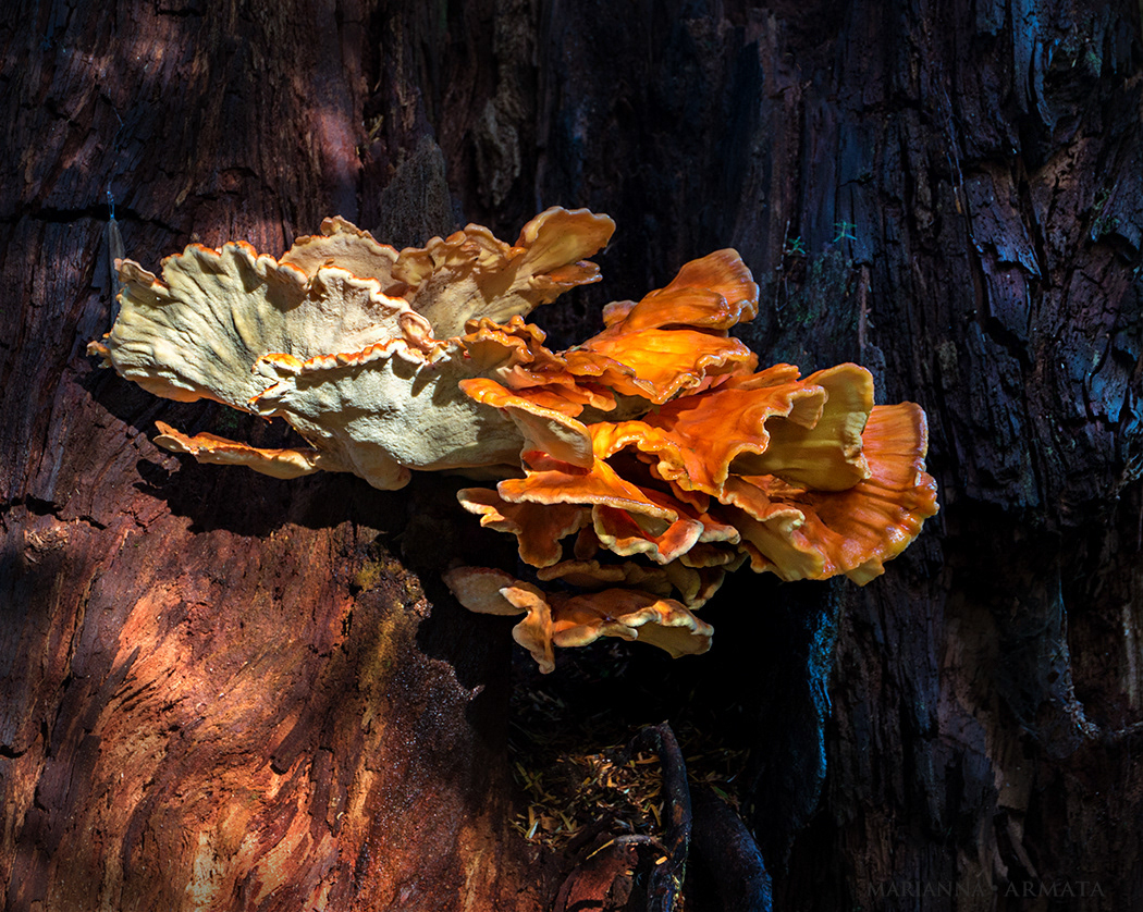 Chicken of the Woods