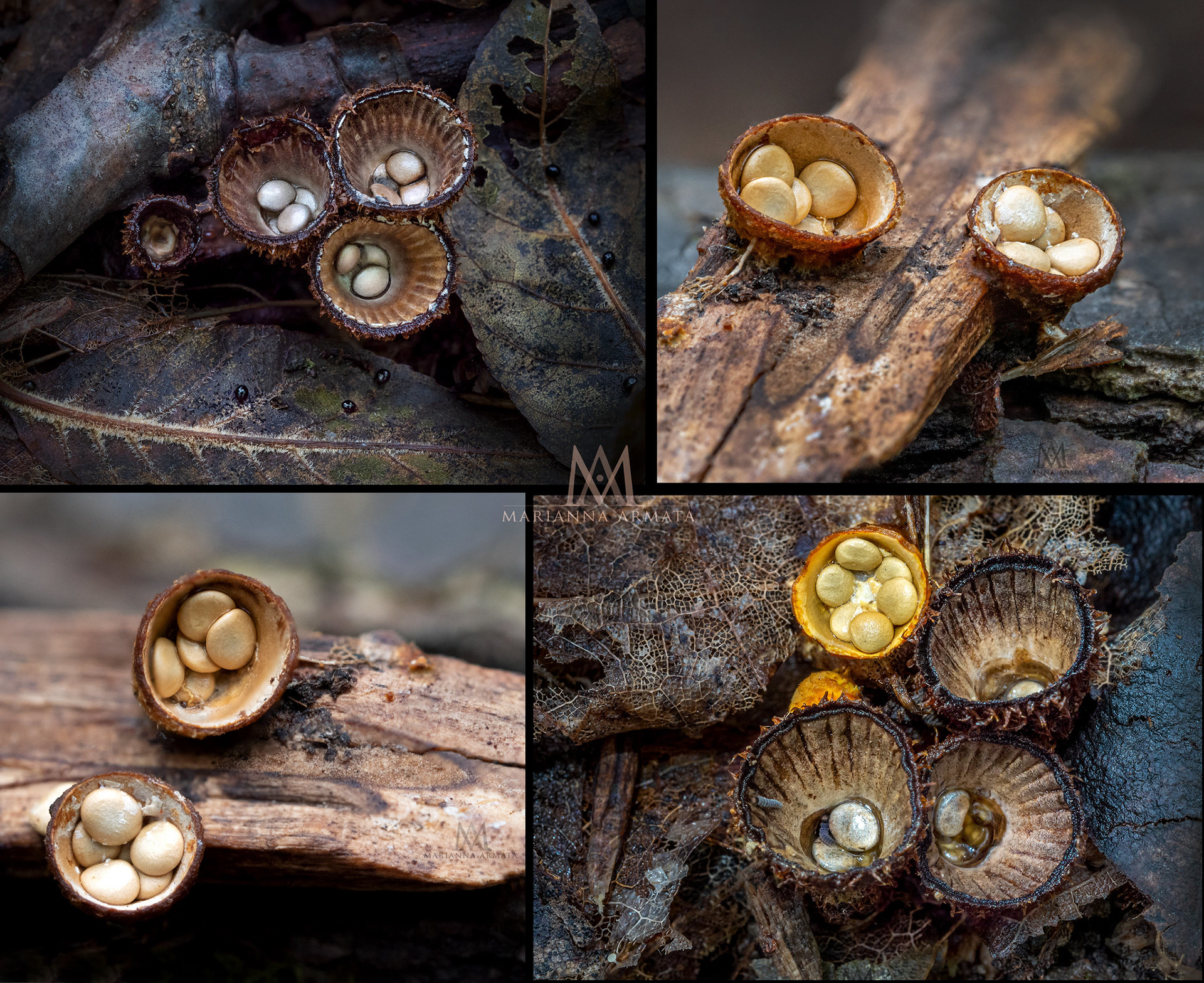 Common & fluted birds nest mushrooms