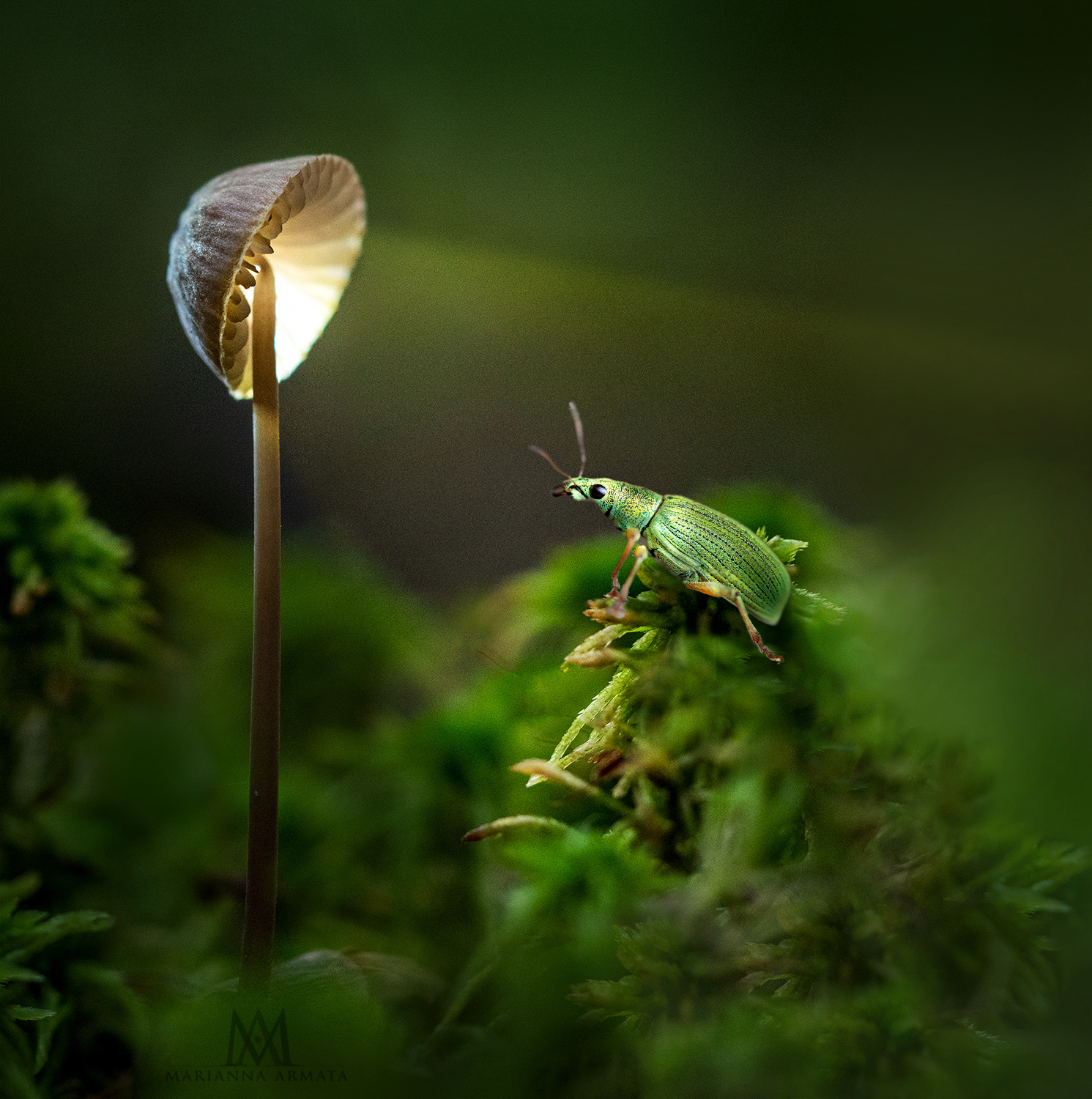 Shroom lamp