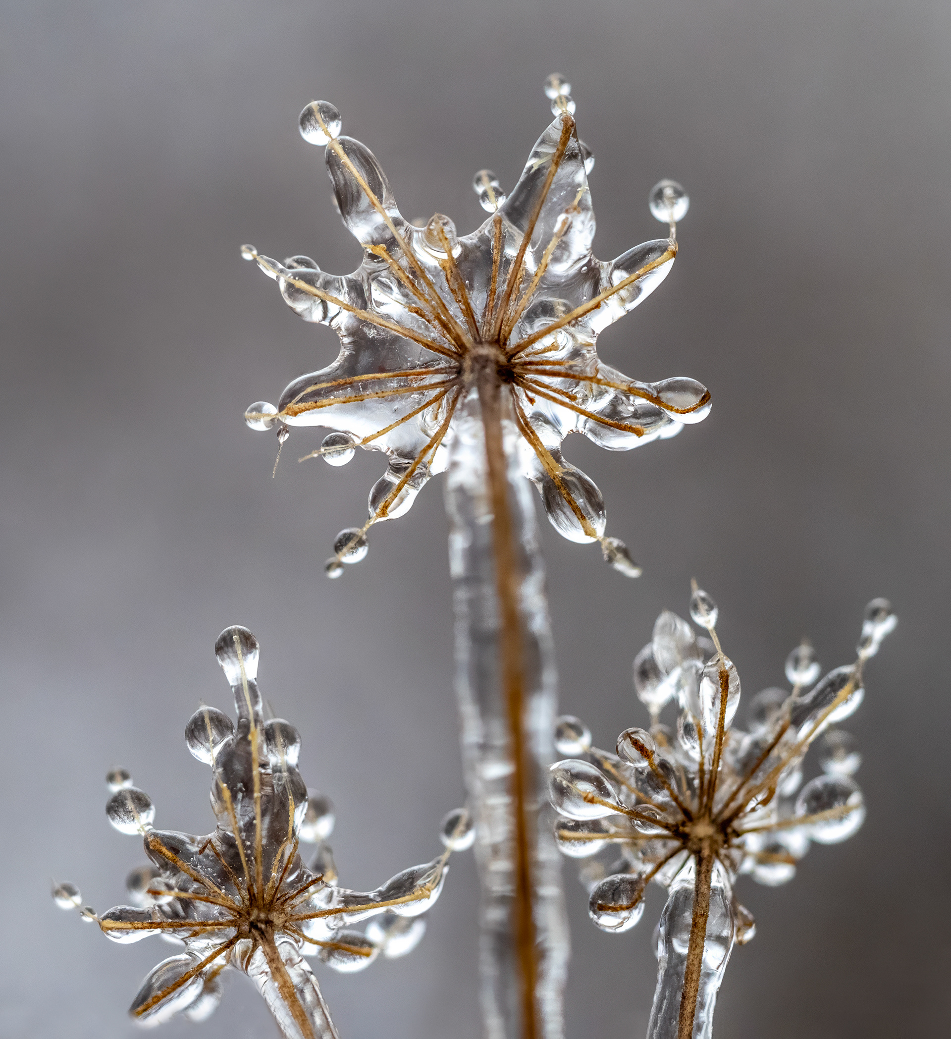 Frozen Queen Anne's Lace 