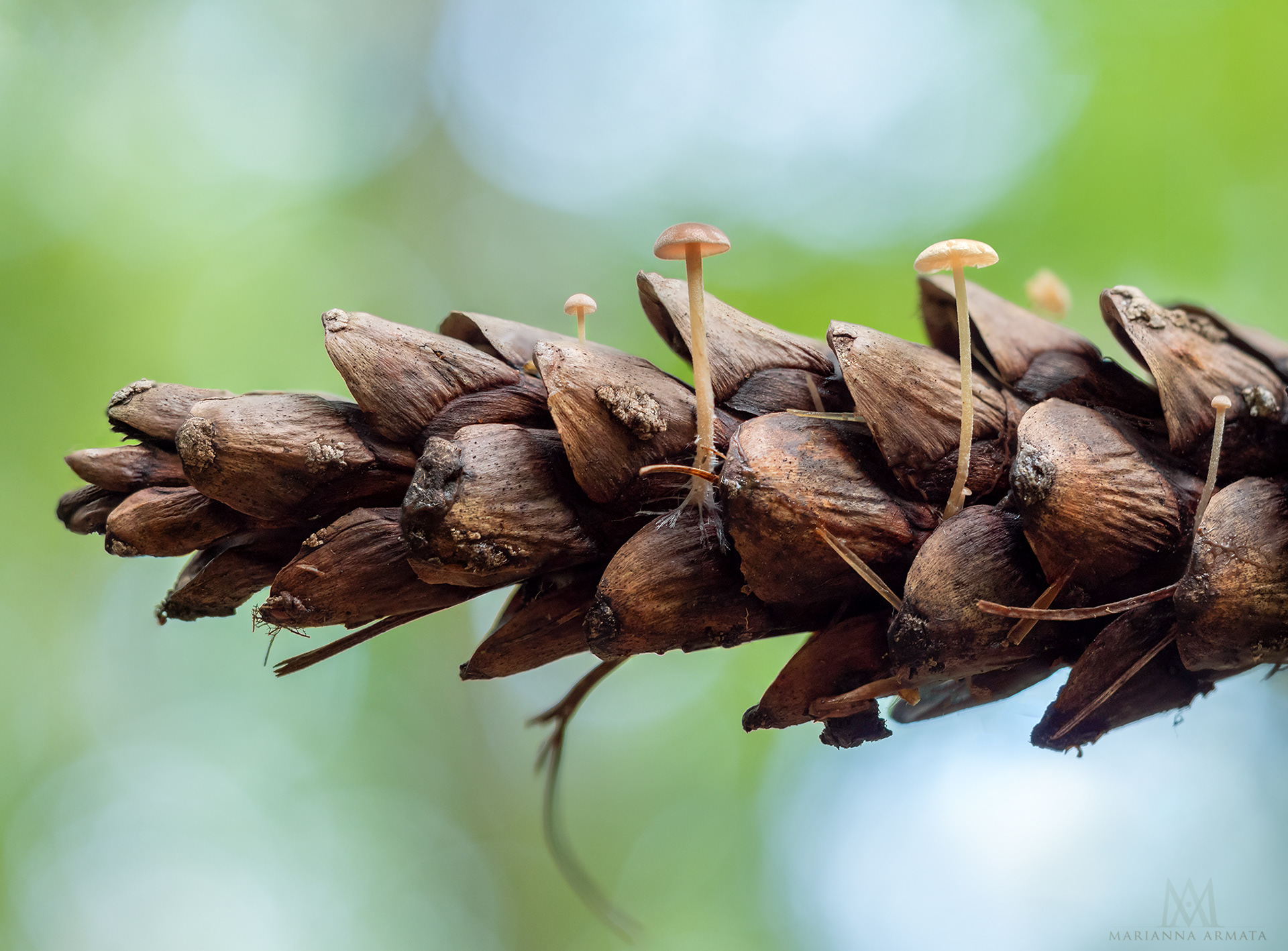 Pine cone shrooms