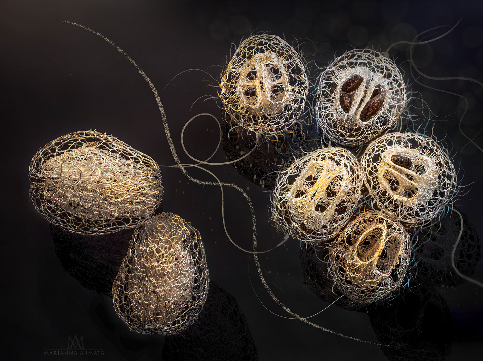 wild cucumber 