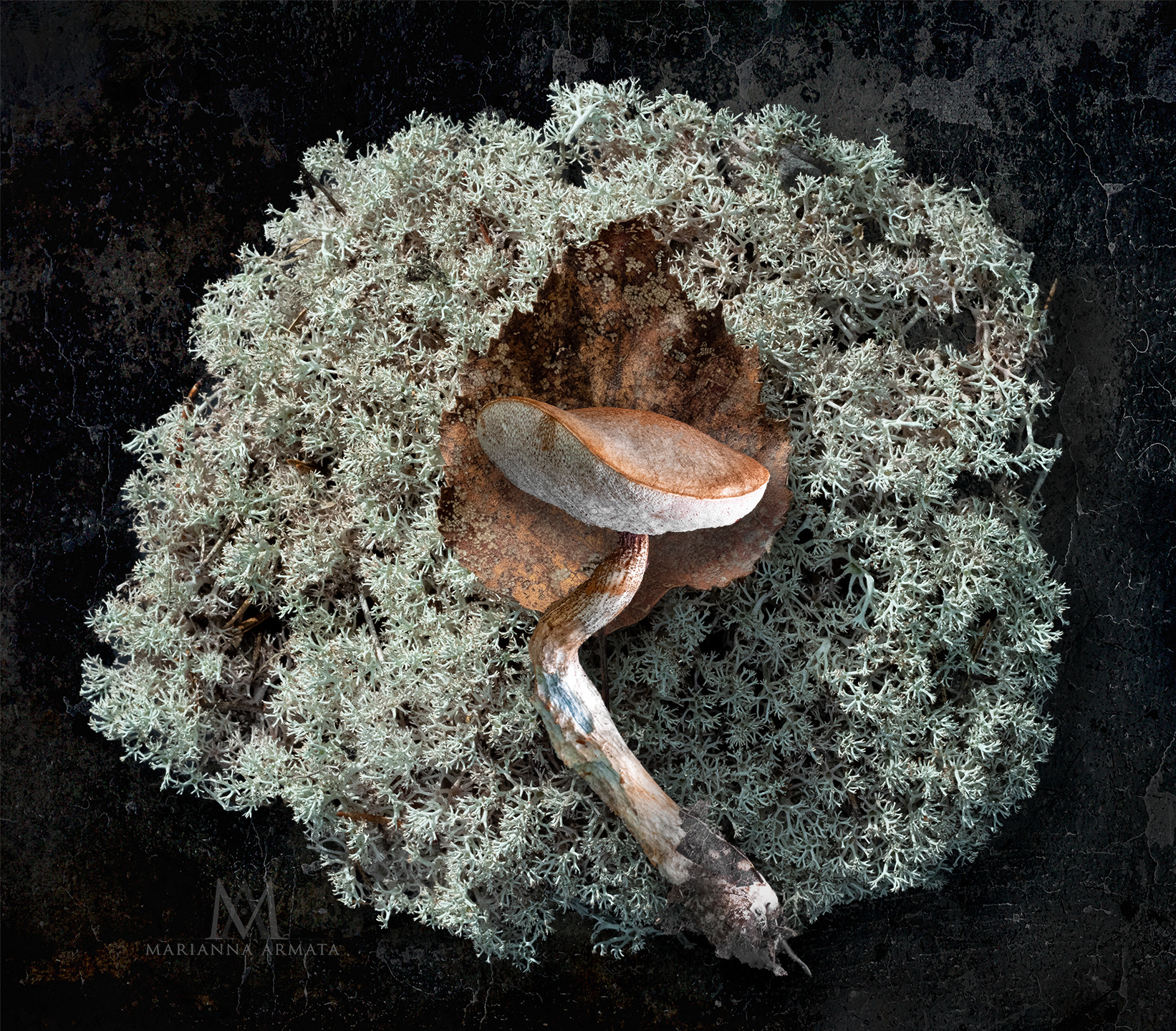 Brown bolete