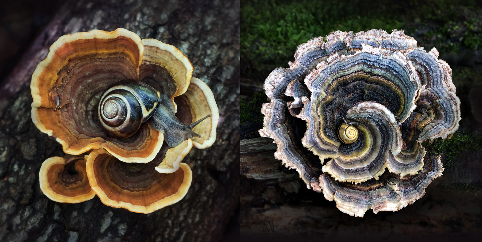 Turkey tails and visitors