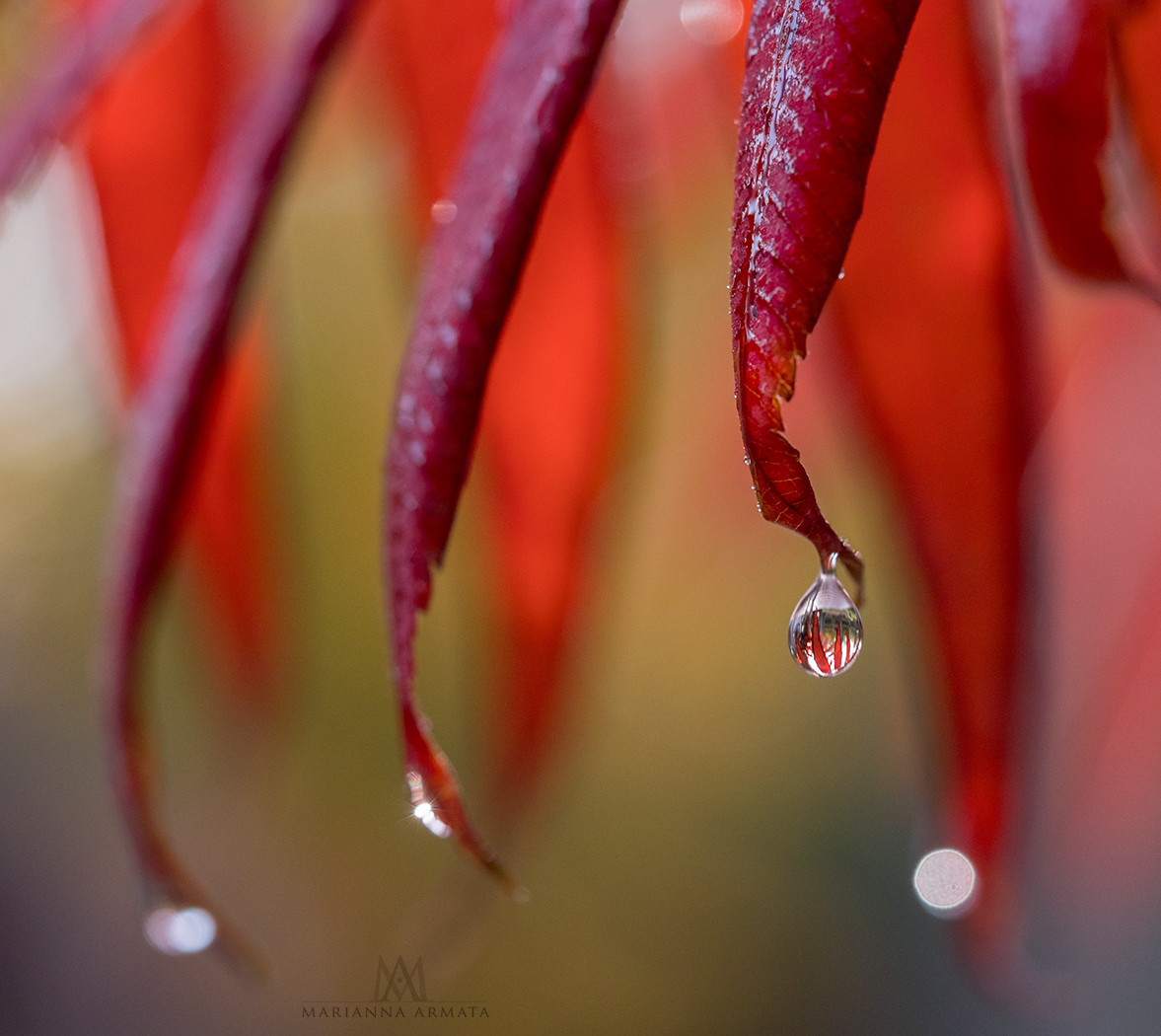 a sumac tear