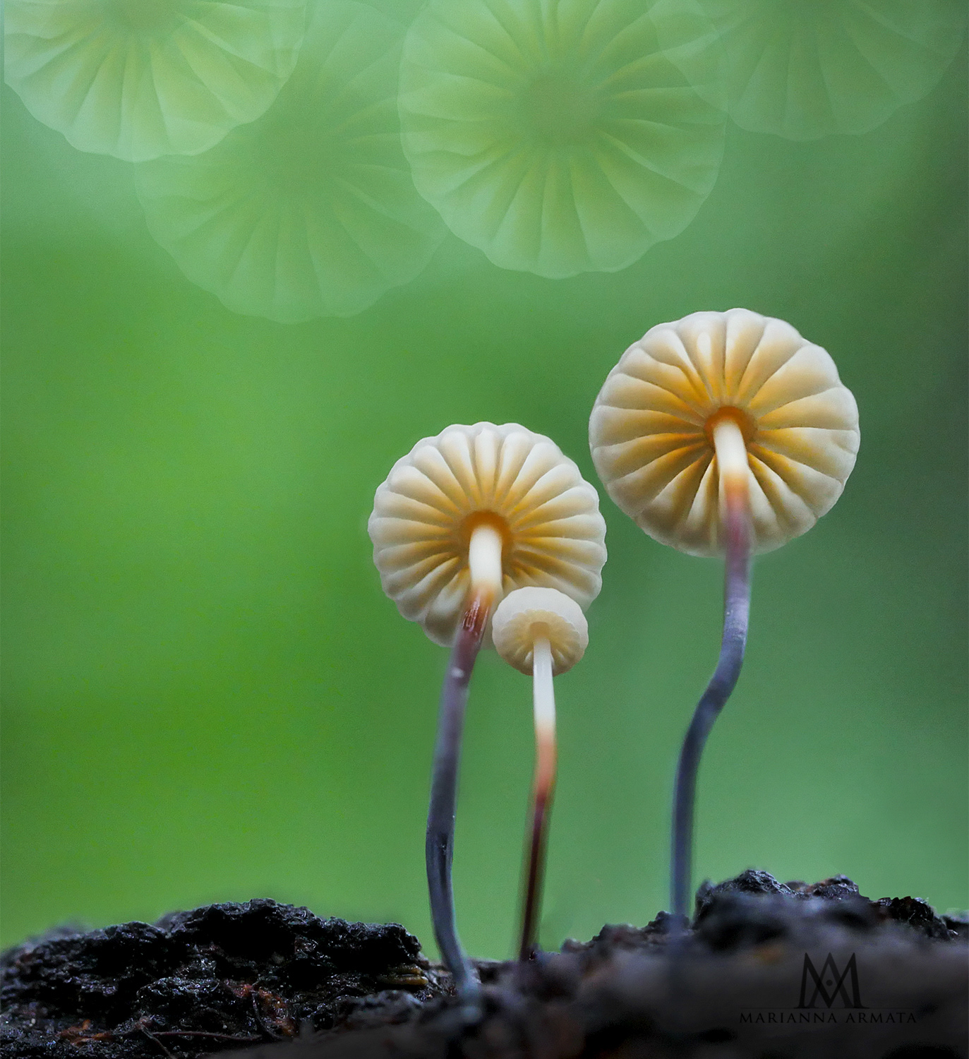Pinwheel mushrooms