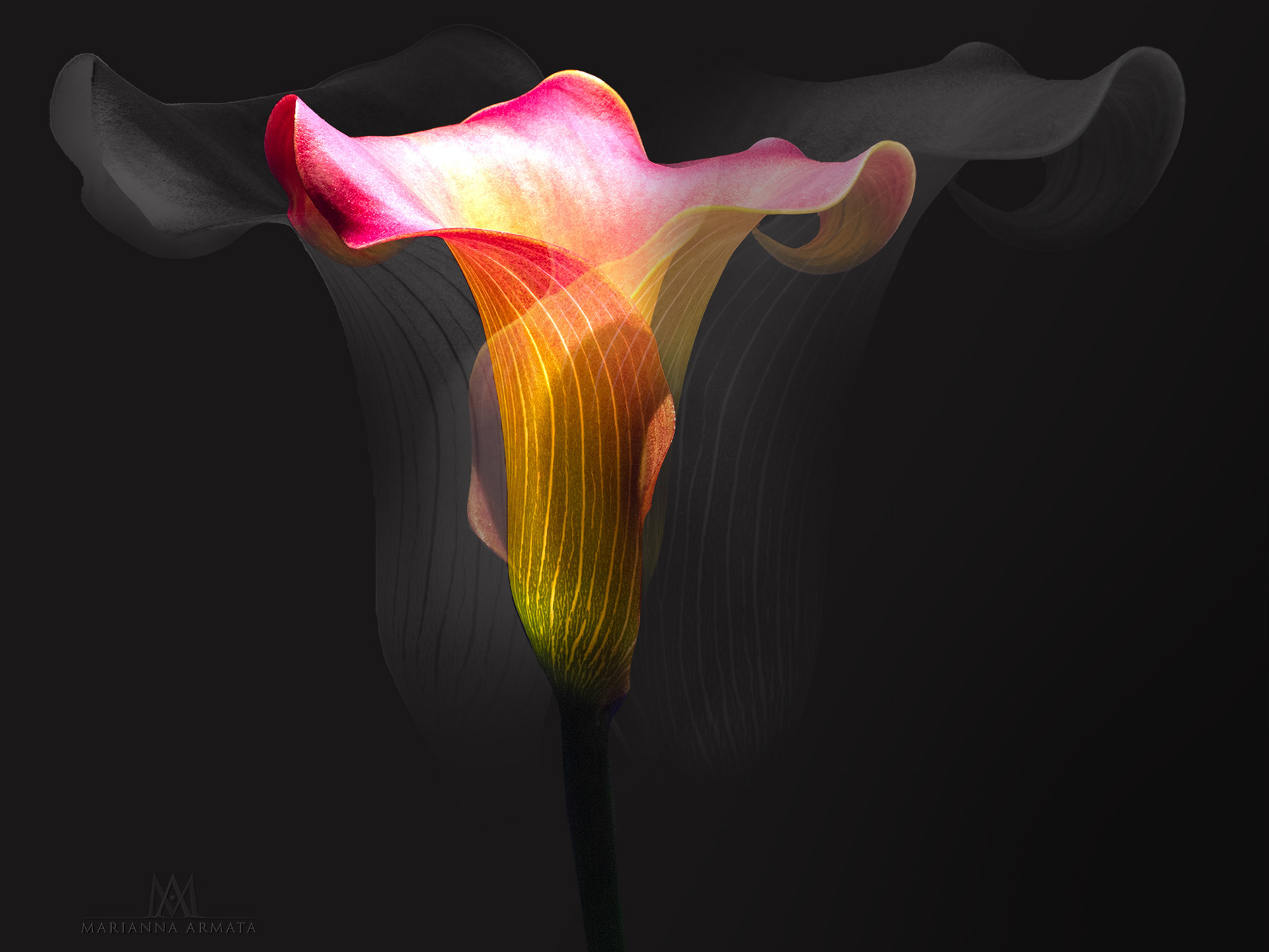 calla lily