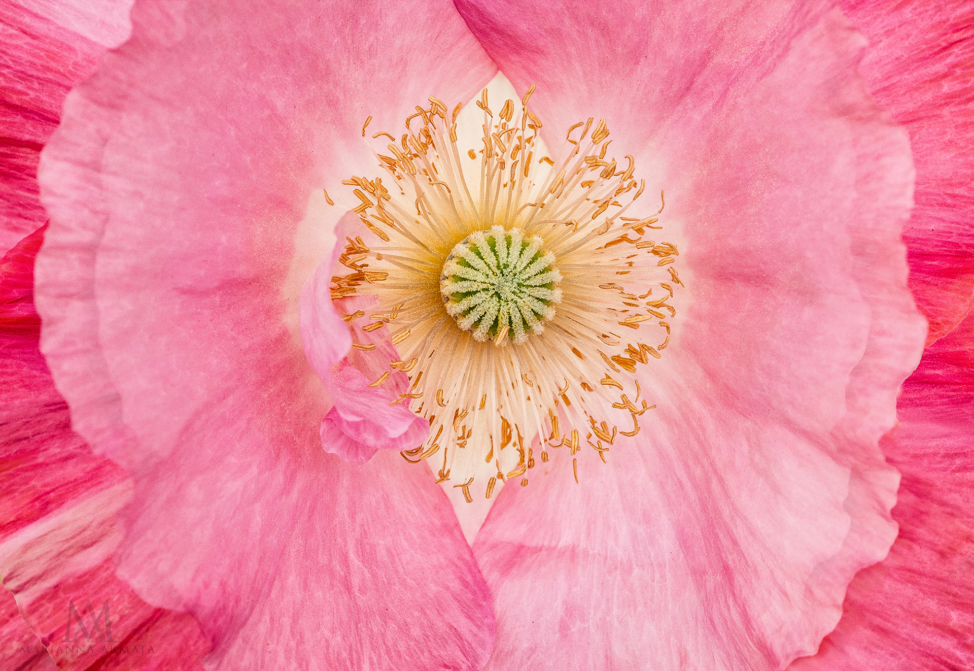 poppy