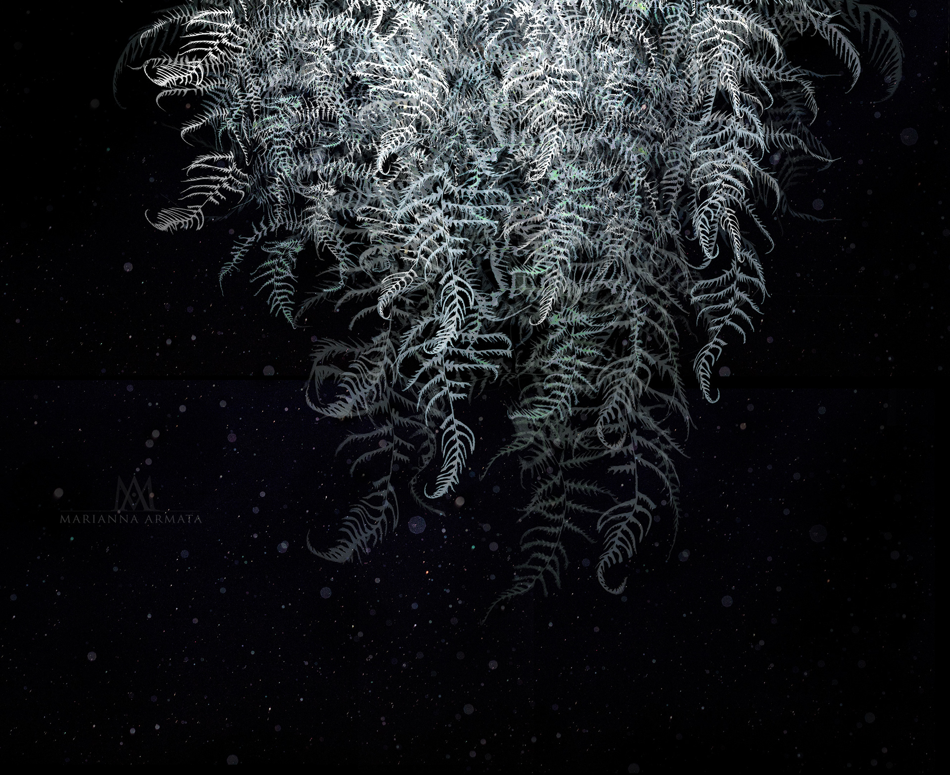 ferns
