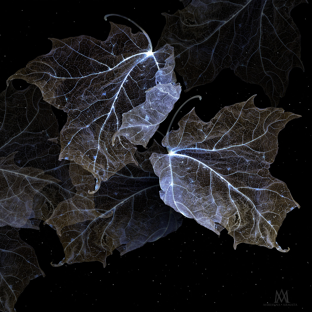 maple leaves